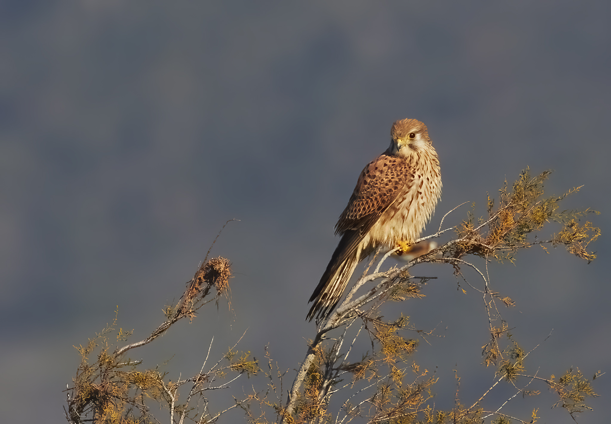 Kestrel