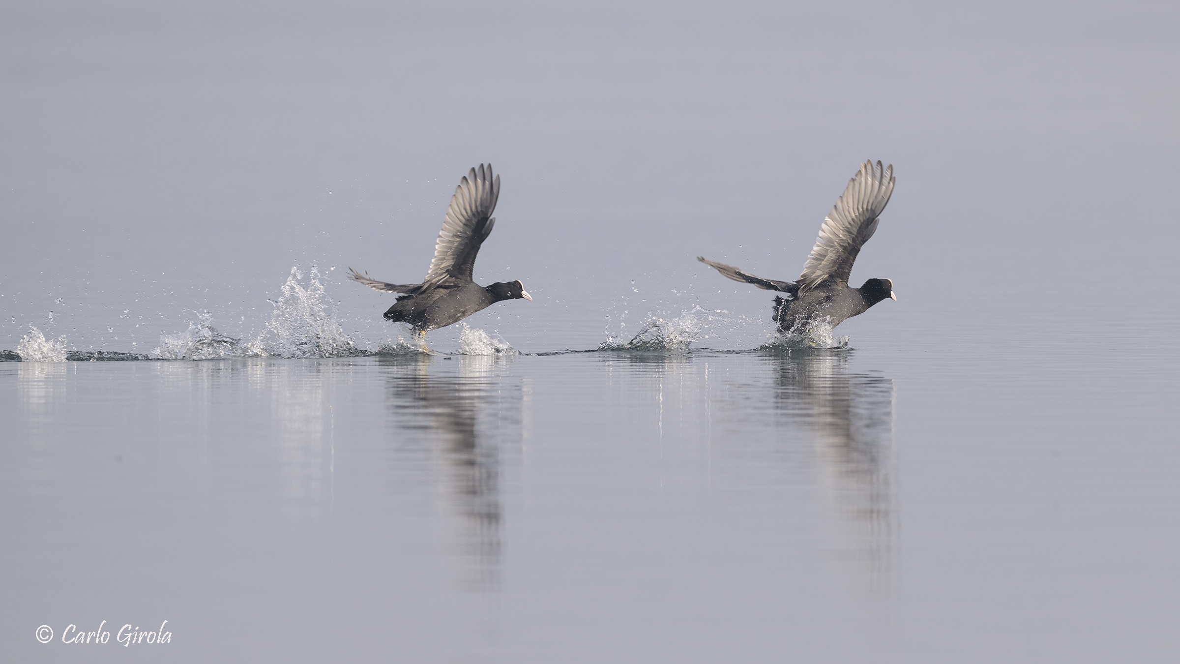 Folaghe (Fulica atra)