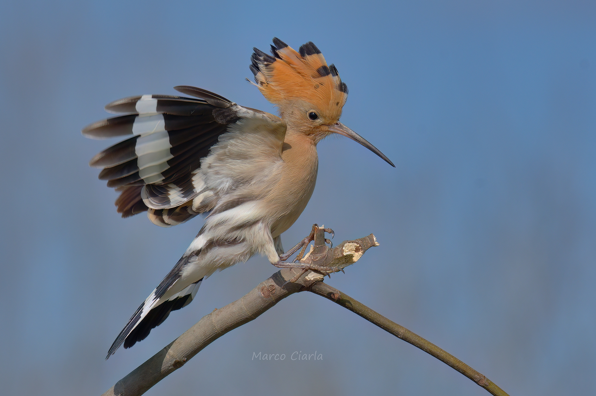 Upupa  (Upupa epops)