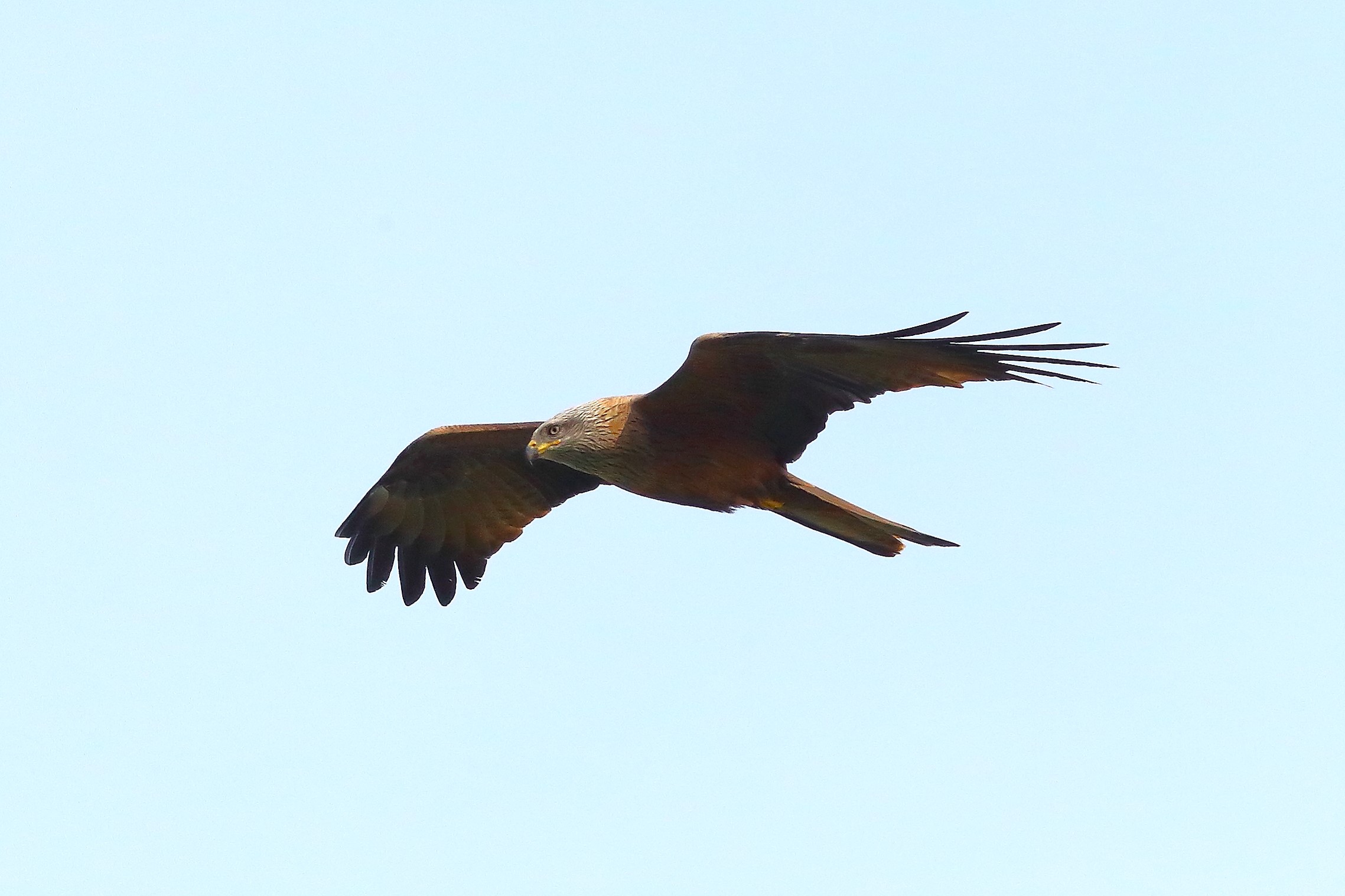 Black Kite March 2024 -.