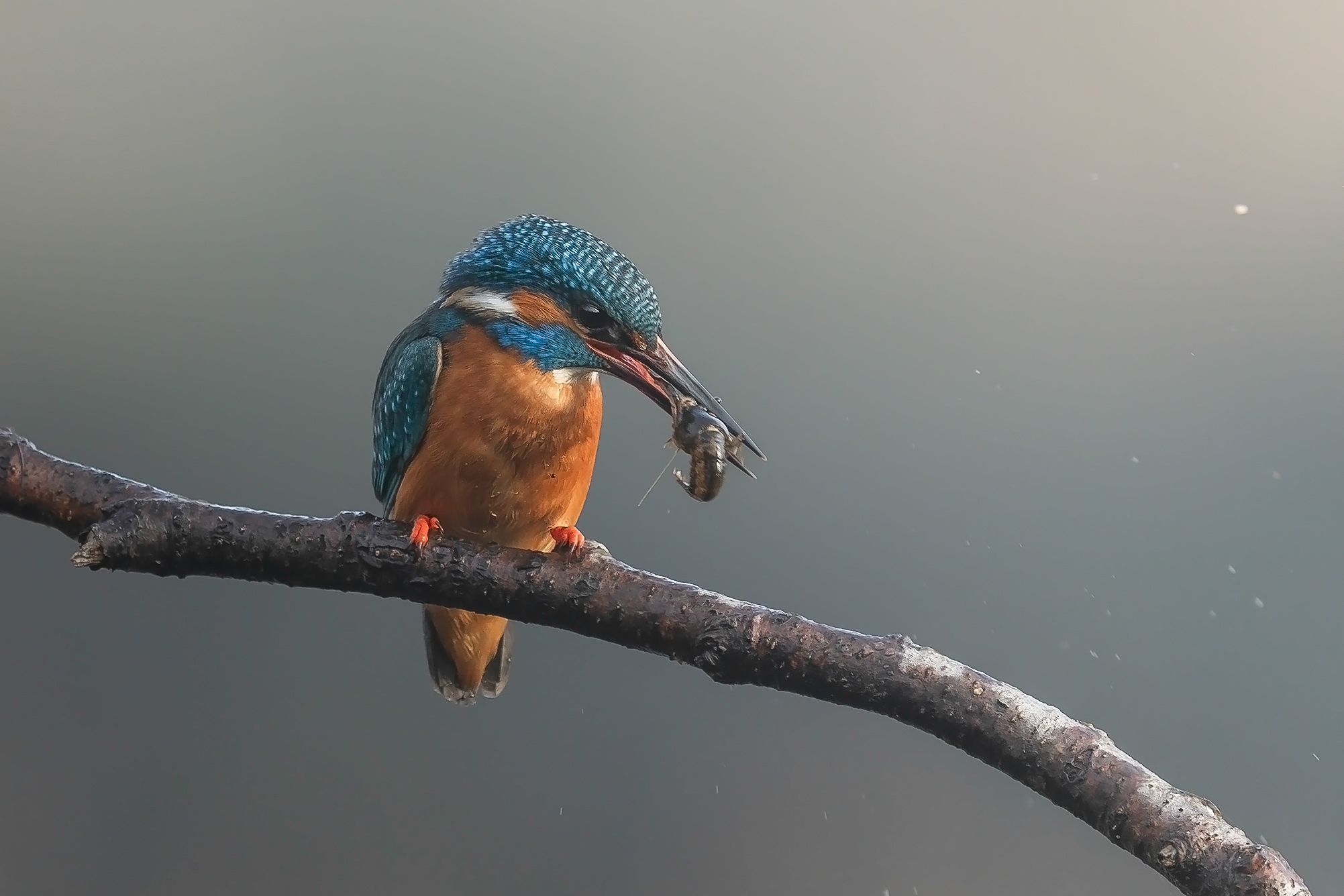 Kingfisher