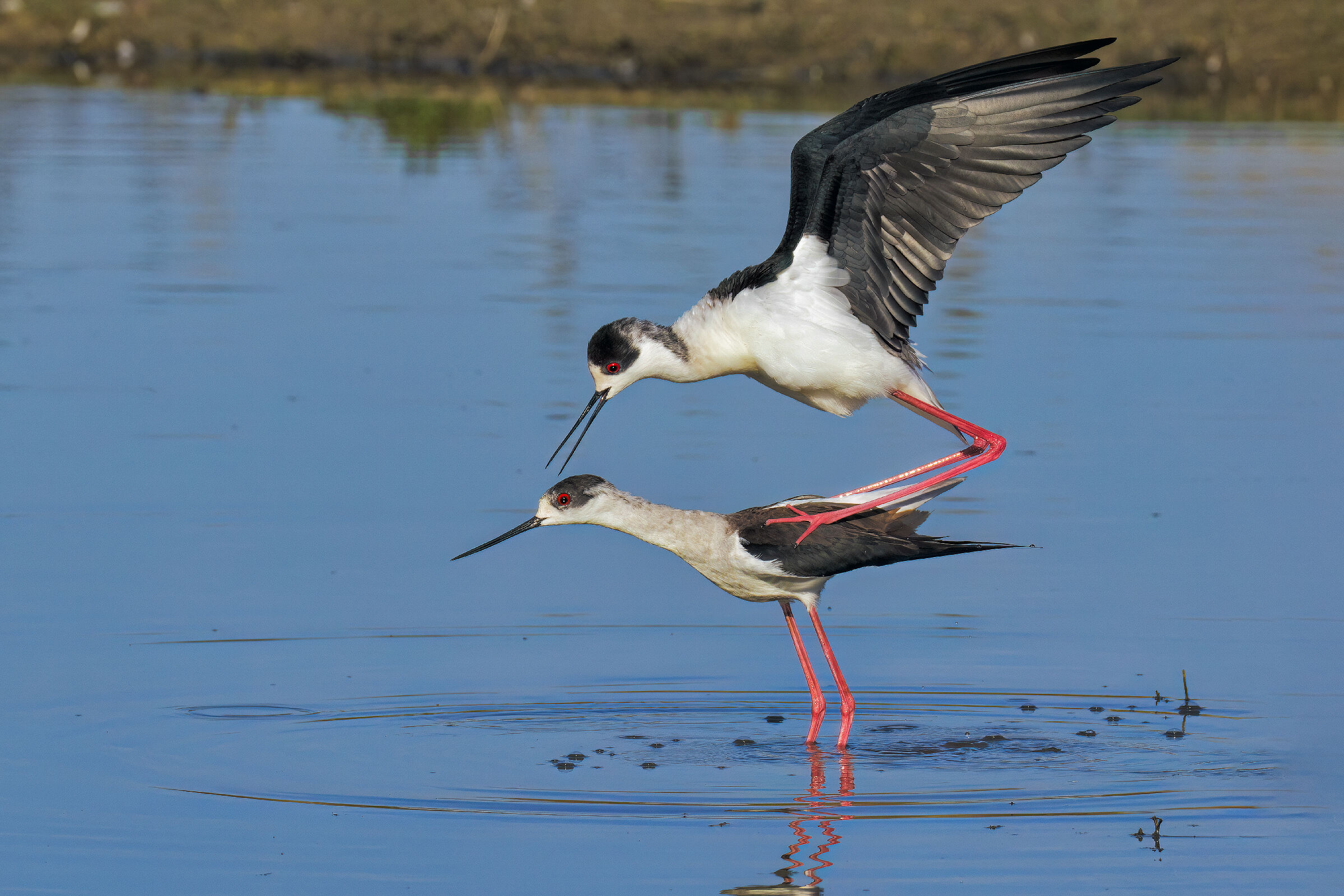 KNIGHTS OF ITALY dare