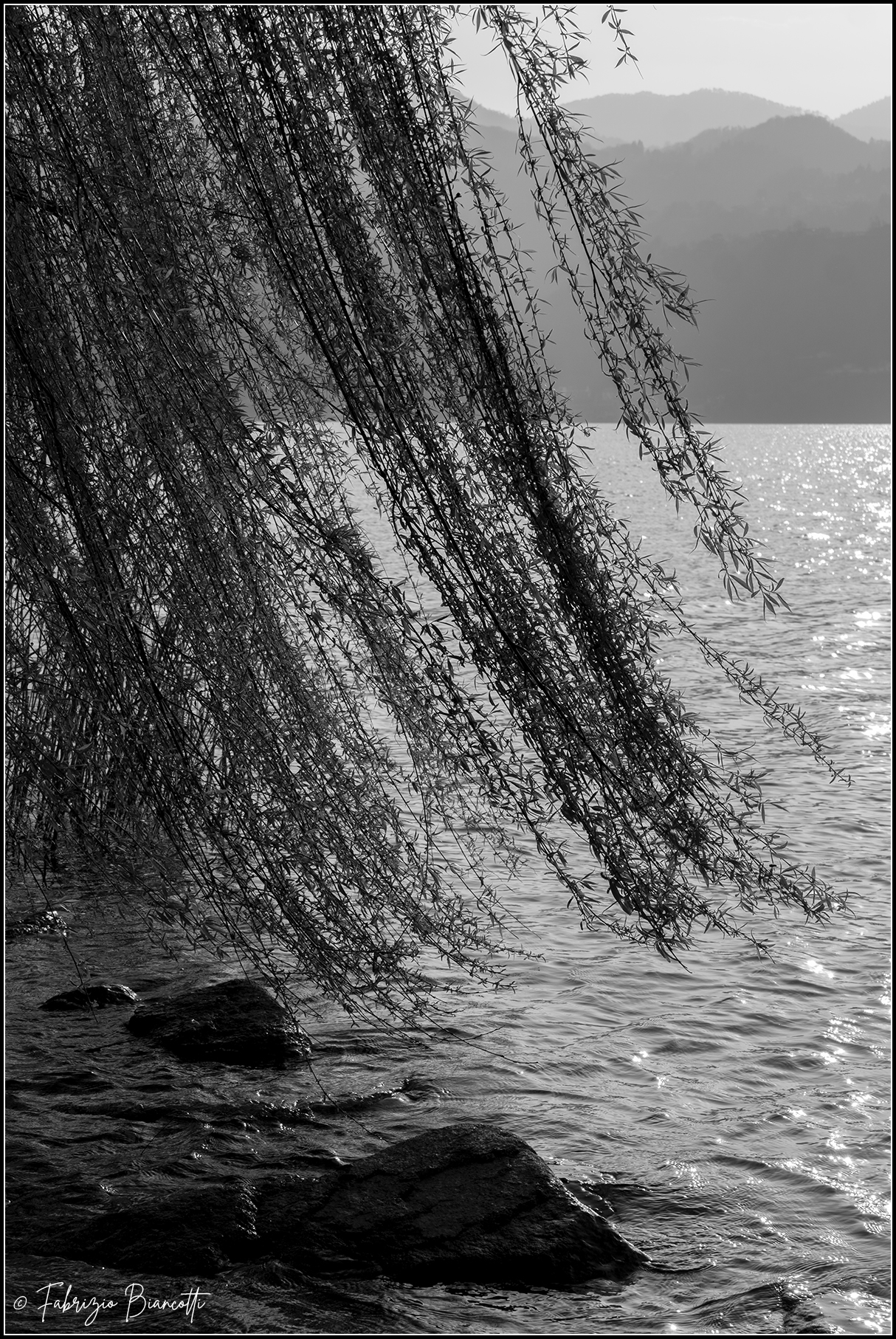 Salice nel vento