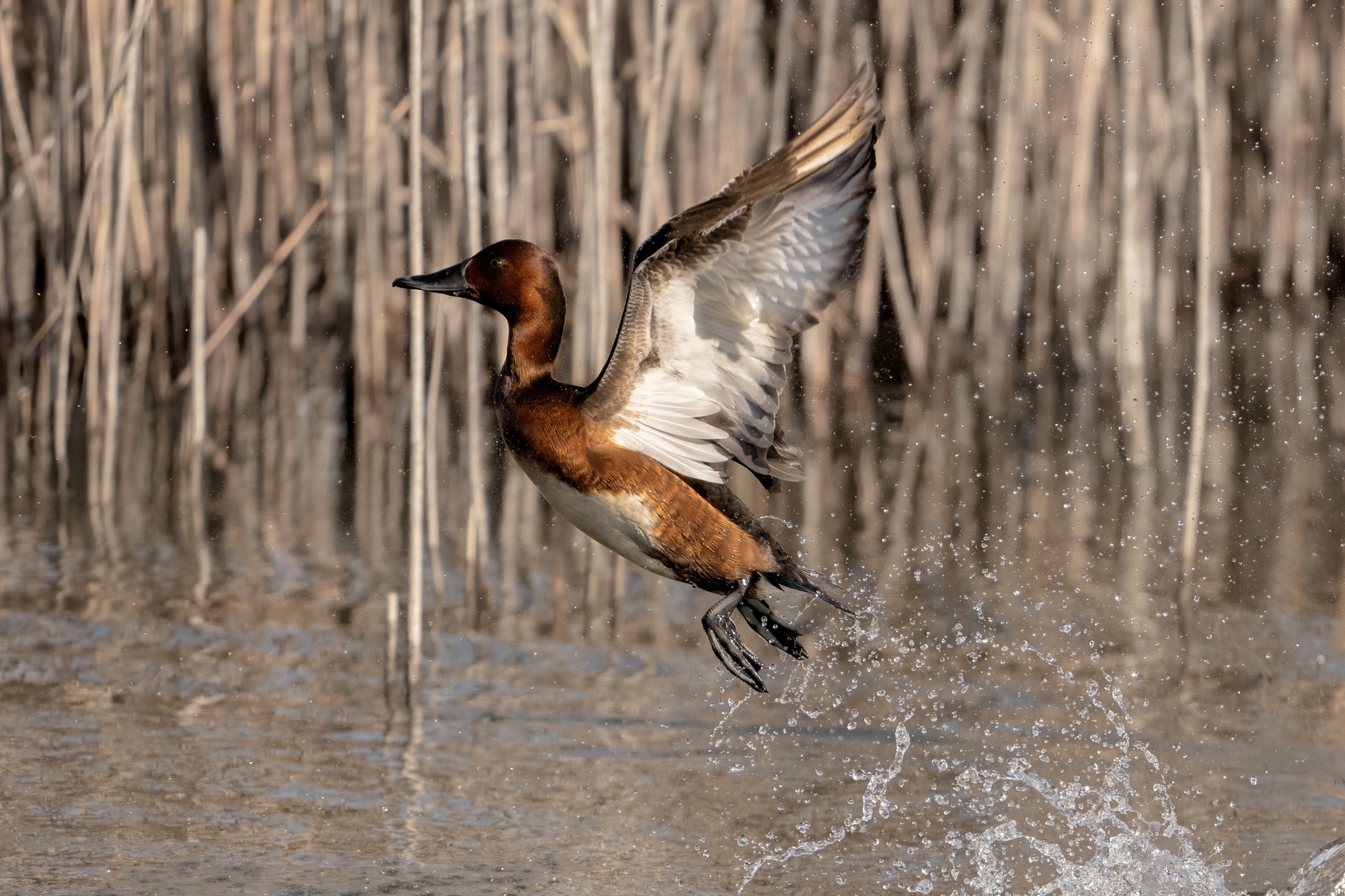 Moretta tabaccata (Aythya nyroca)