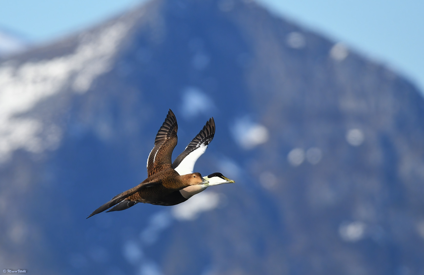 Eider (Somateria mollissima)