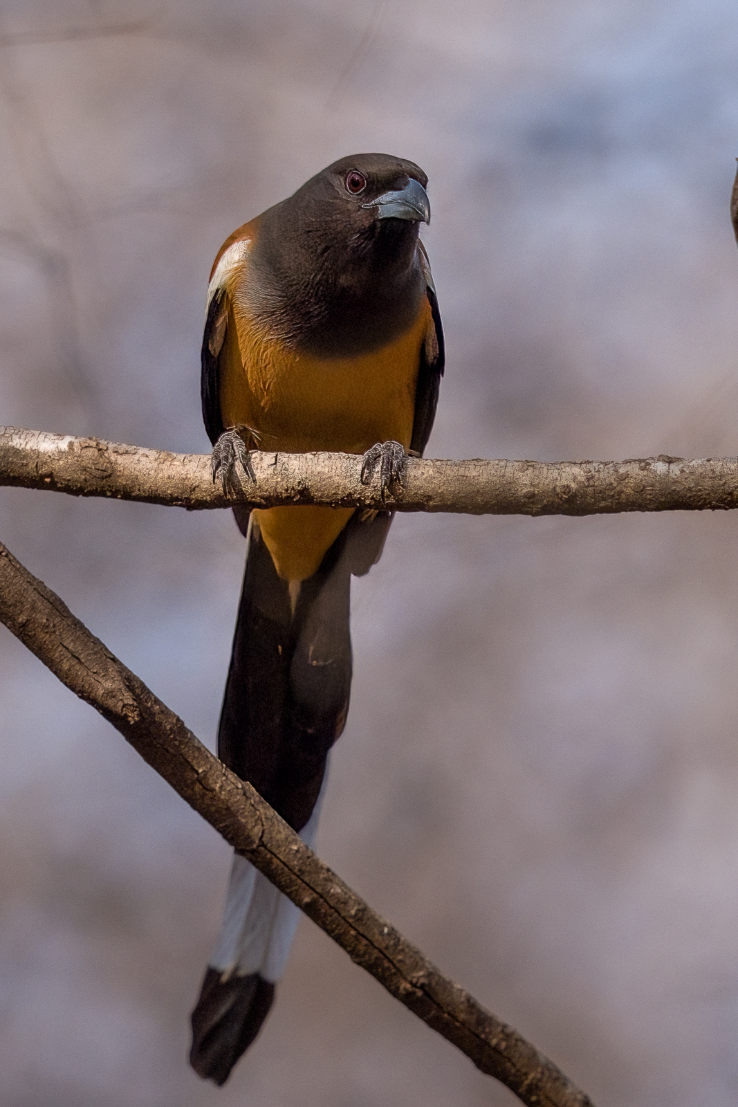 dendrogazza rossiccia