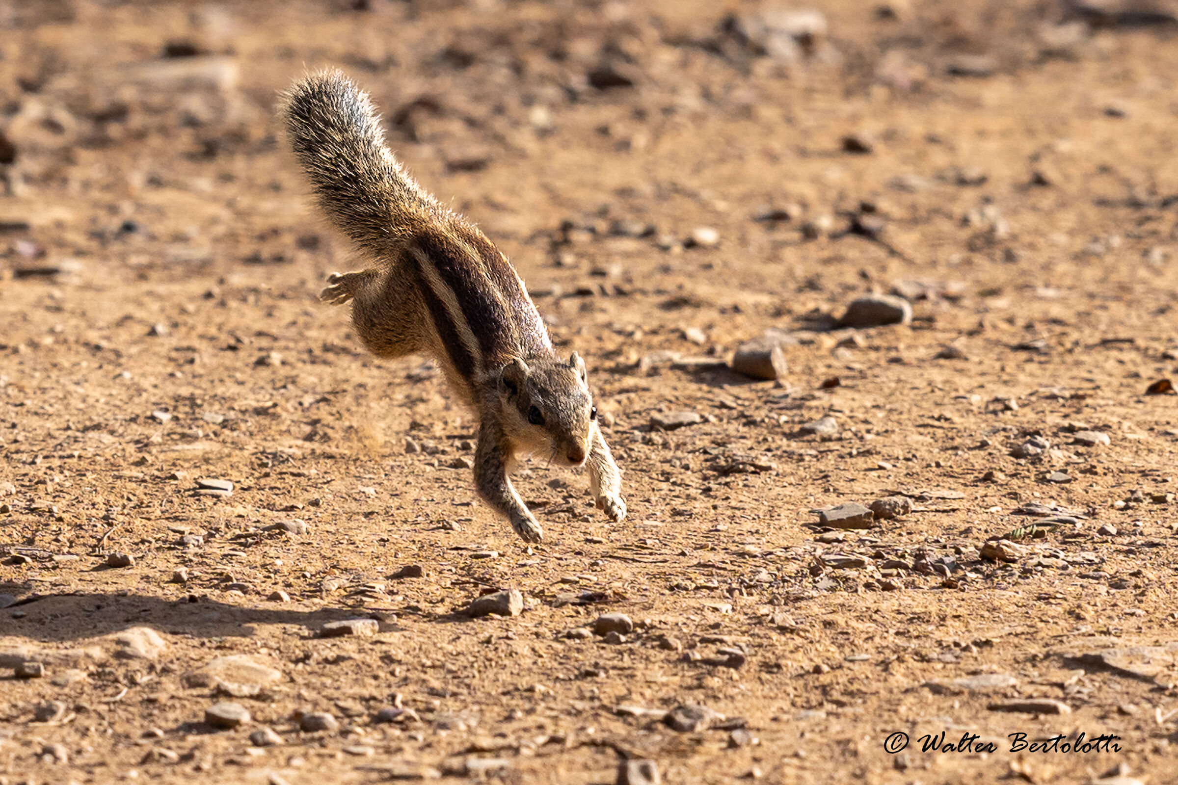 Scoiattolo delle palme settentrionale