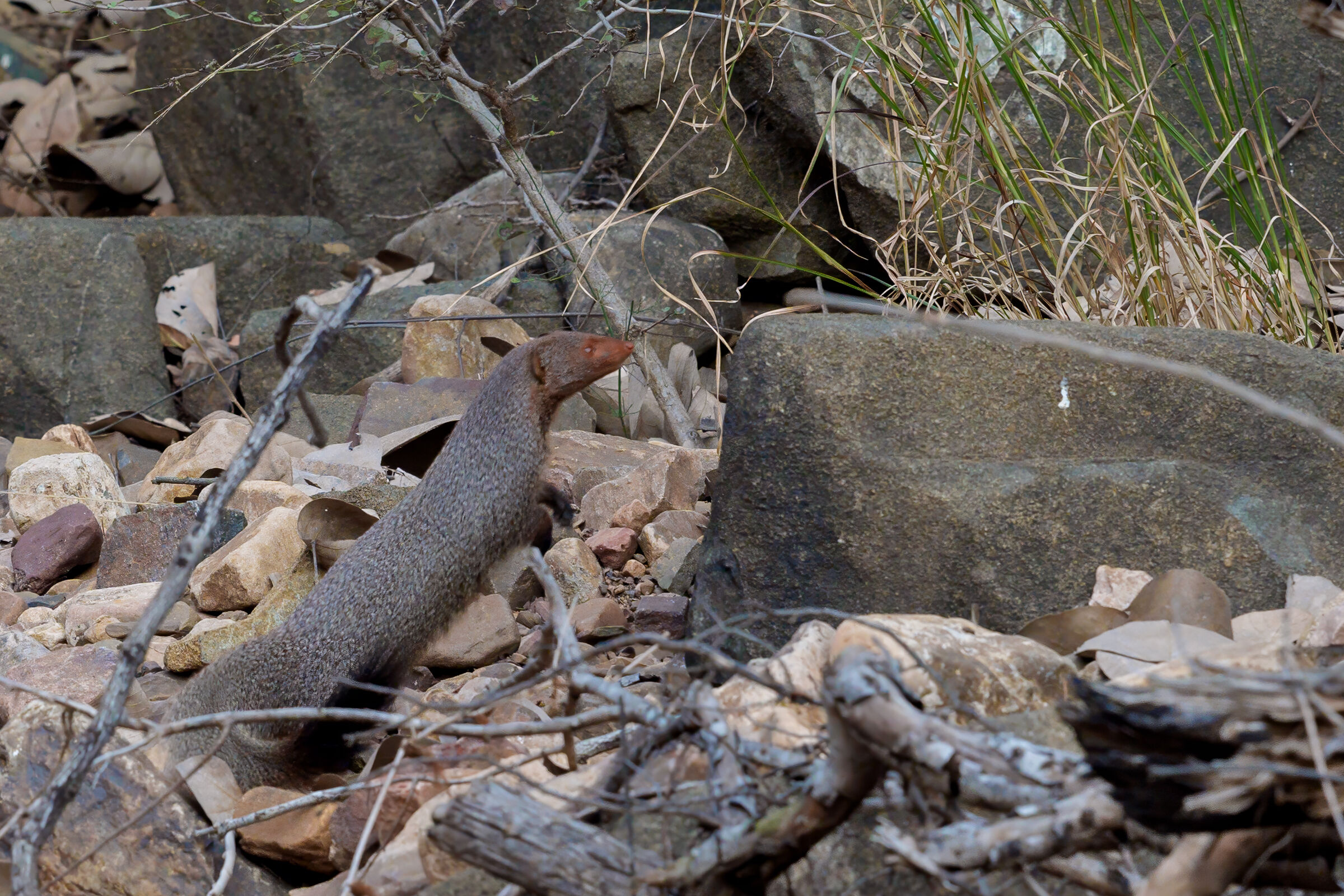 Mangusta bruna indiana