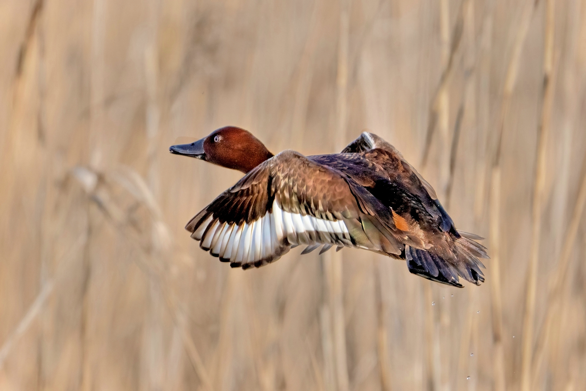 Ferruginous duck (Aythya nyroca)