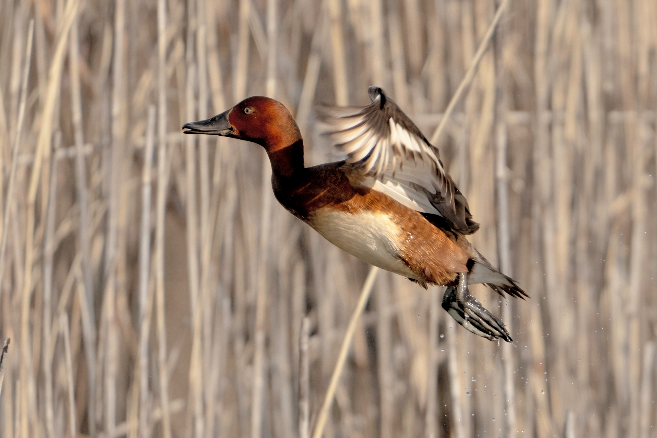 Ferruginous duck (Aythya nyroca)