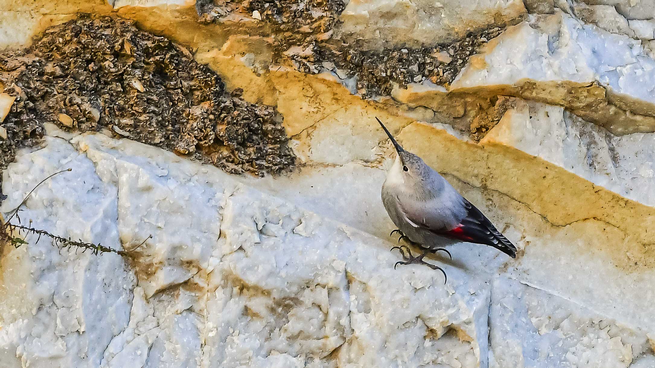Wallcreeper