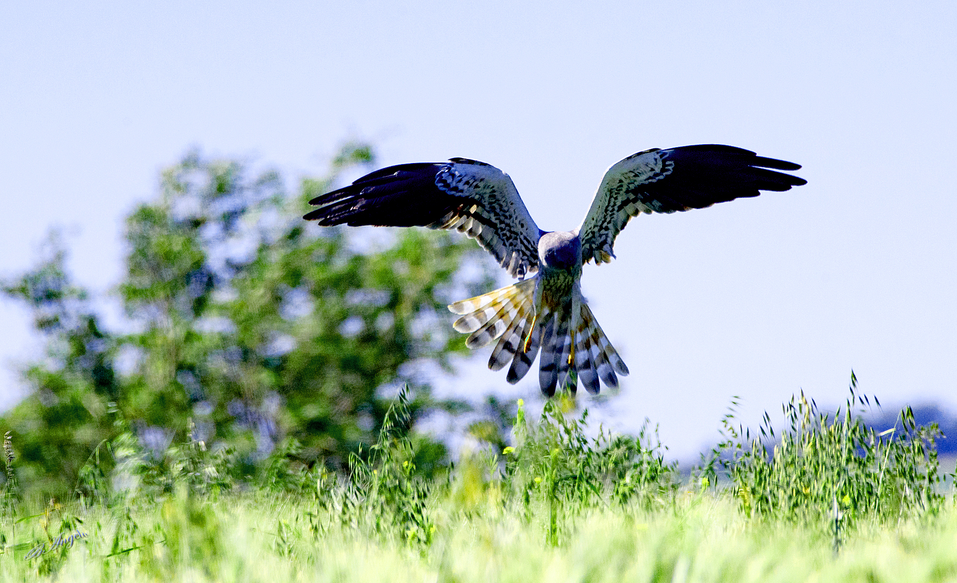 " Albanella minore (m) "