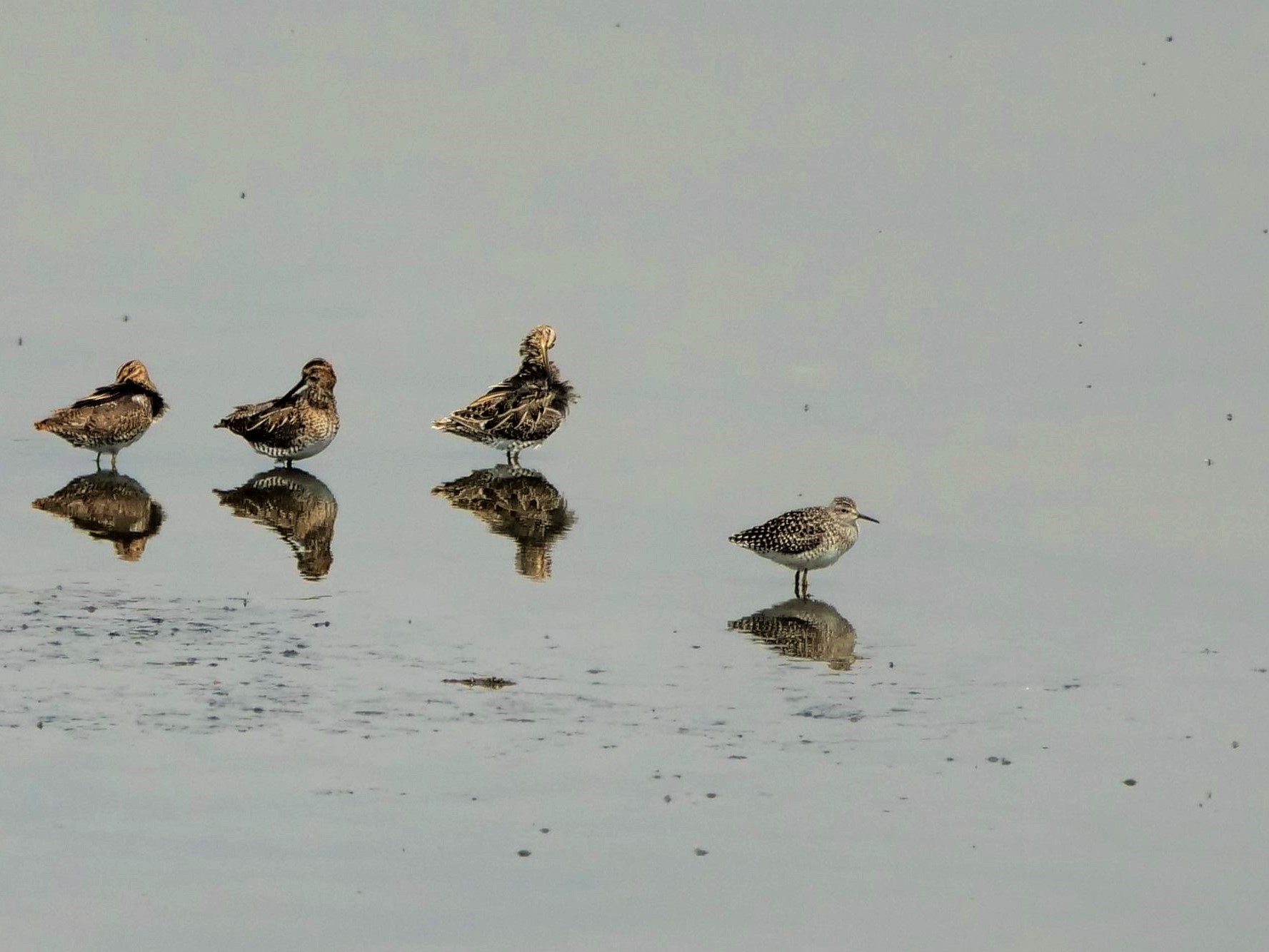 Fighter (Philomachus pugnax)