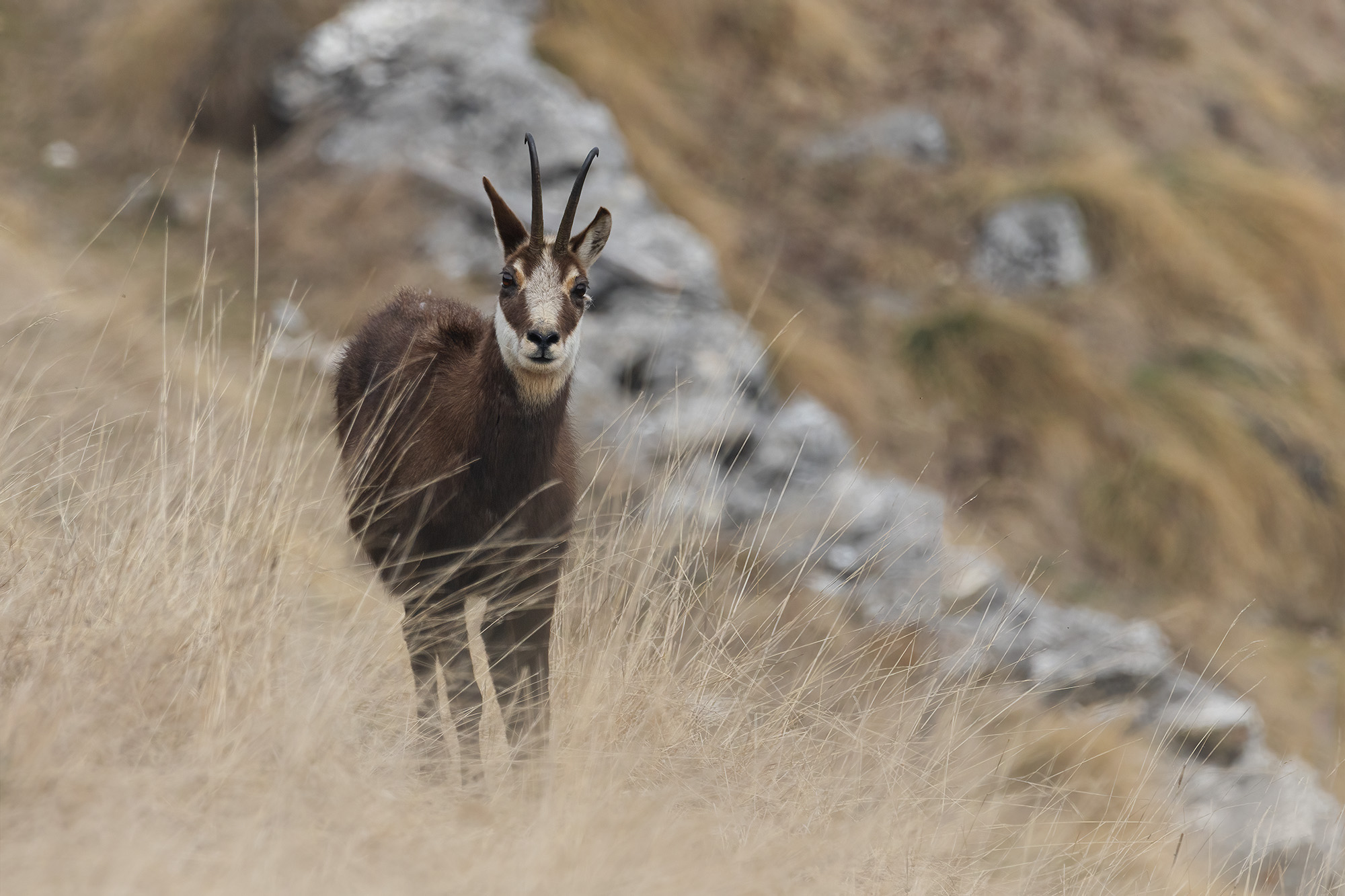 Chamois