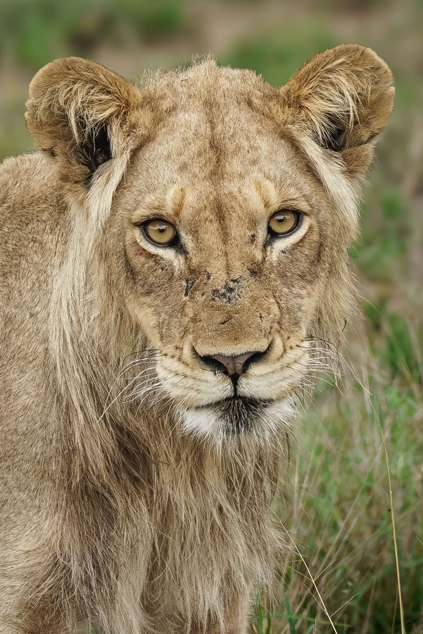 Young Lion