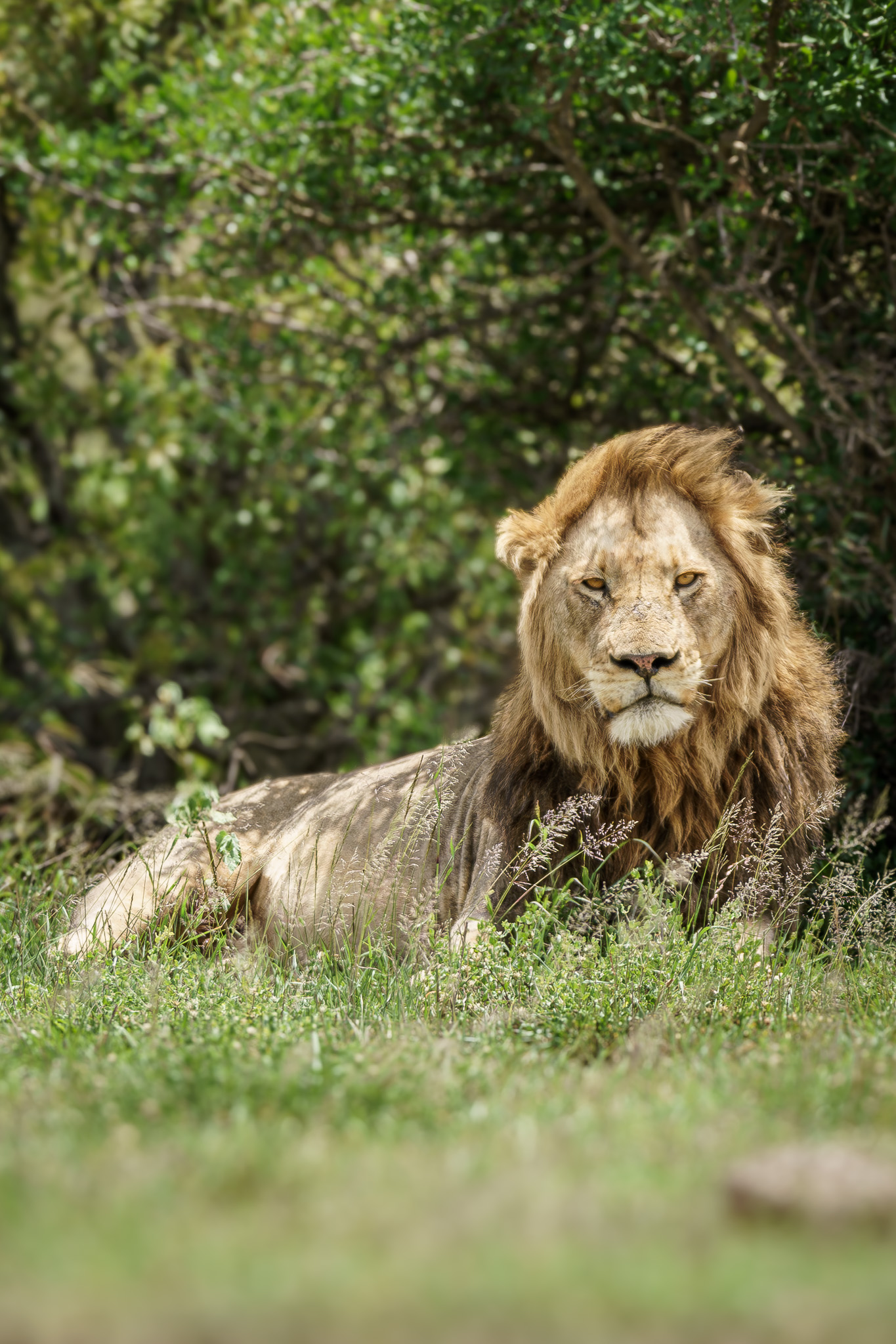 Lion
