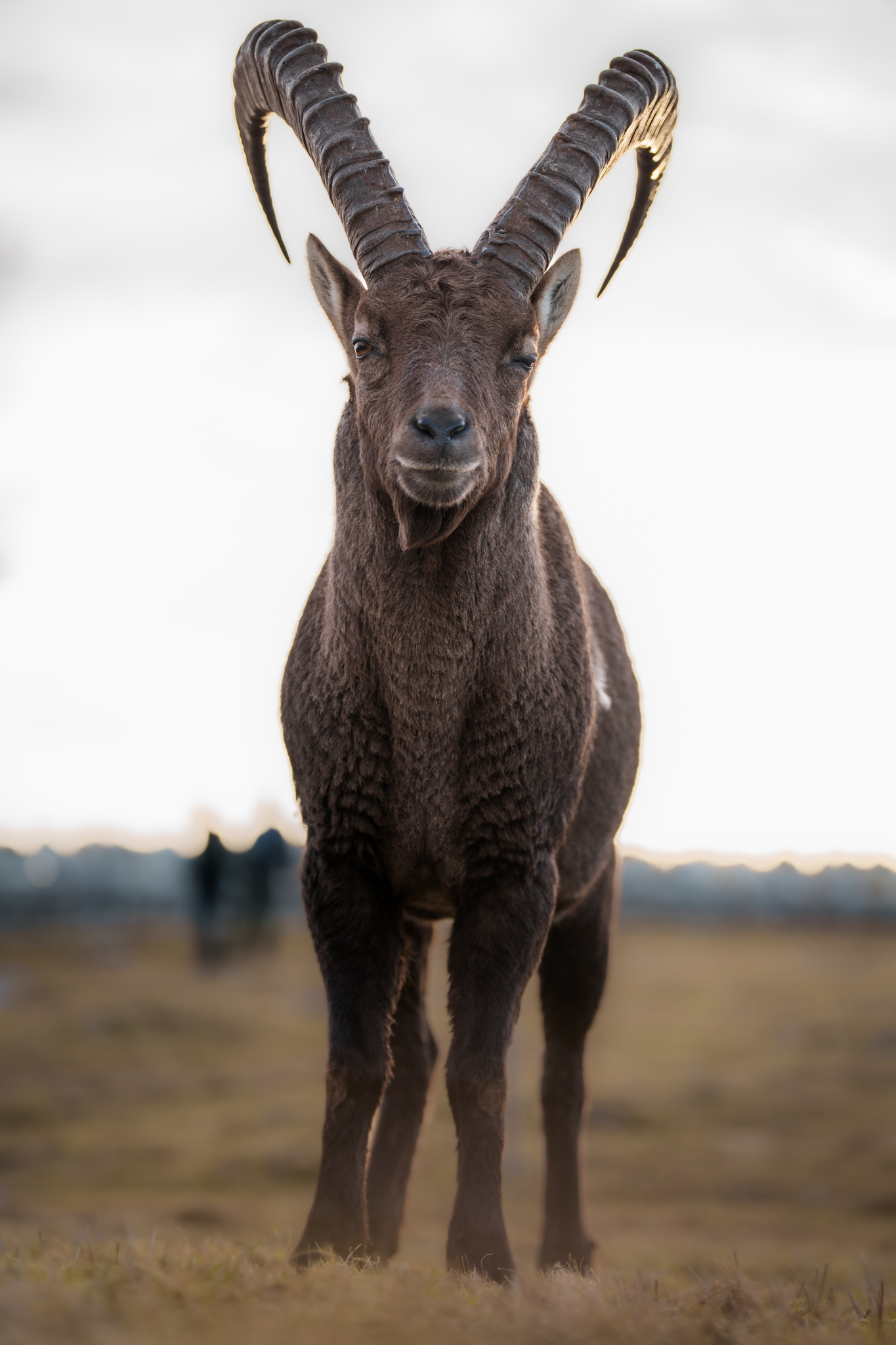 Ibex