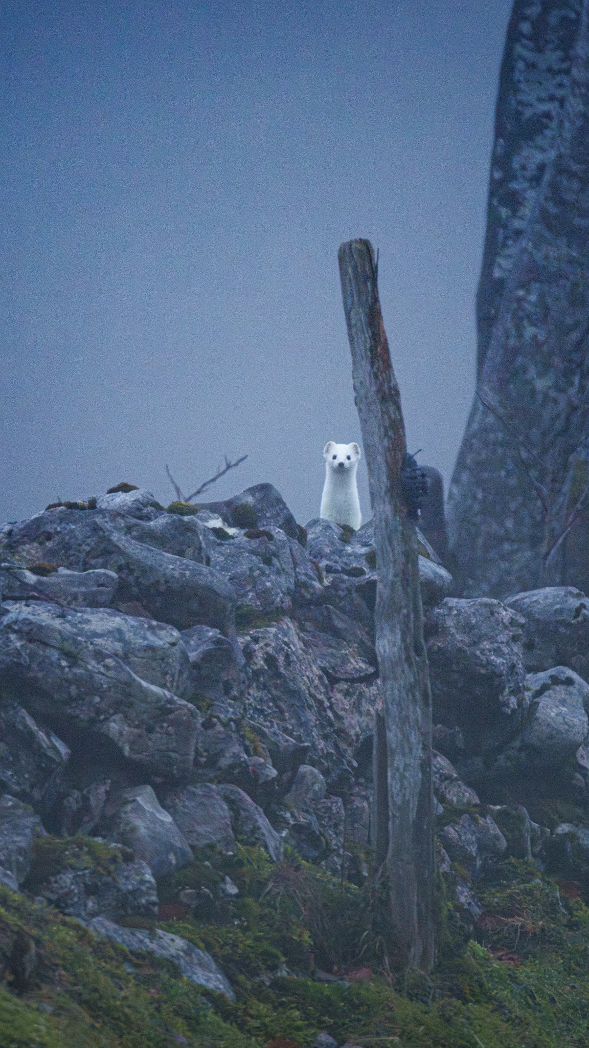 Ermine