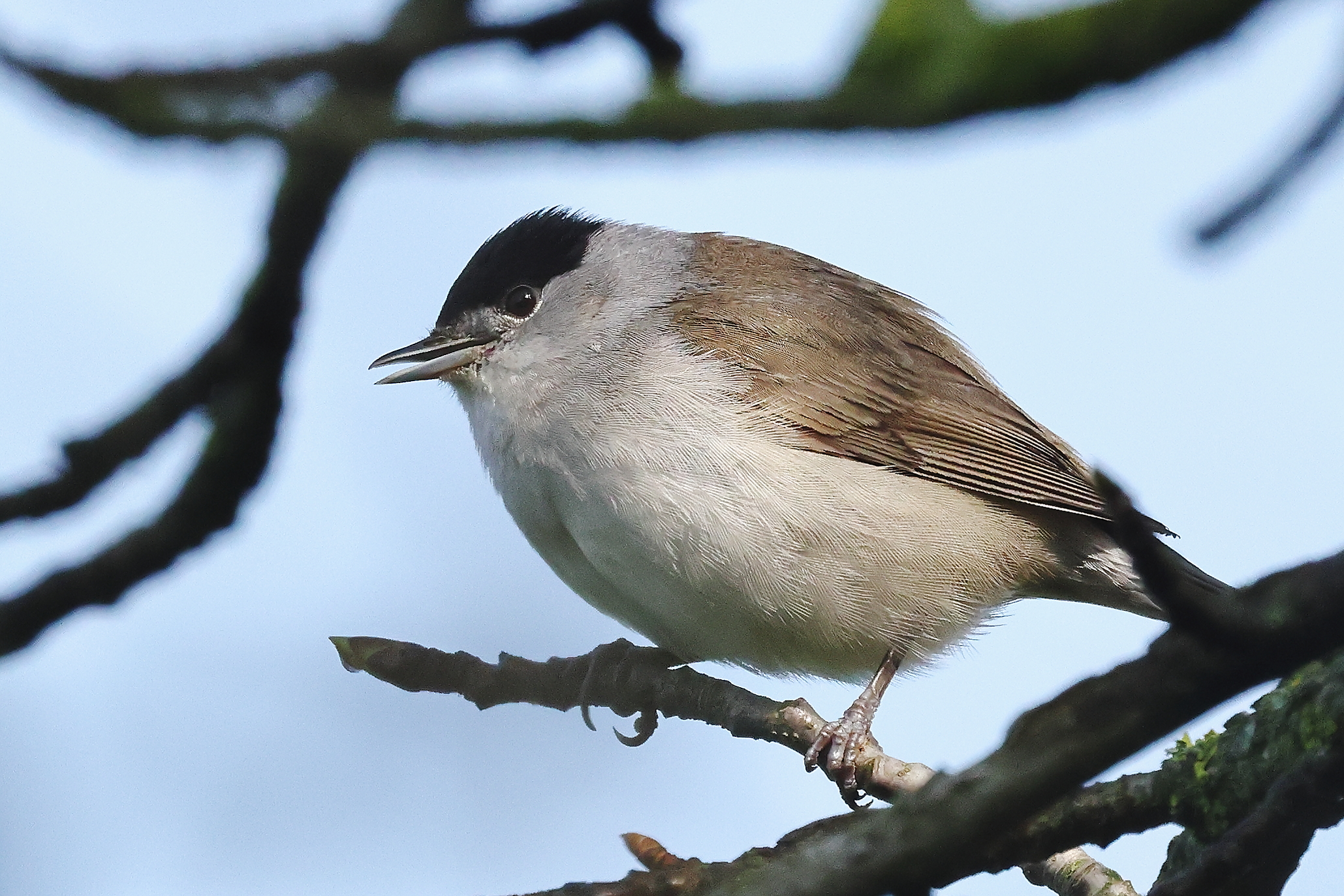 Male blackcap.