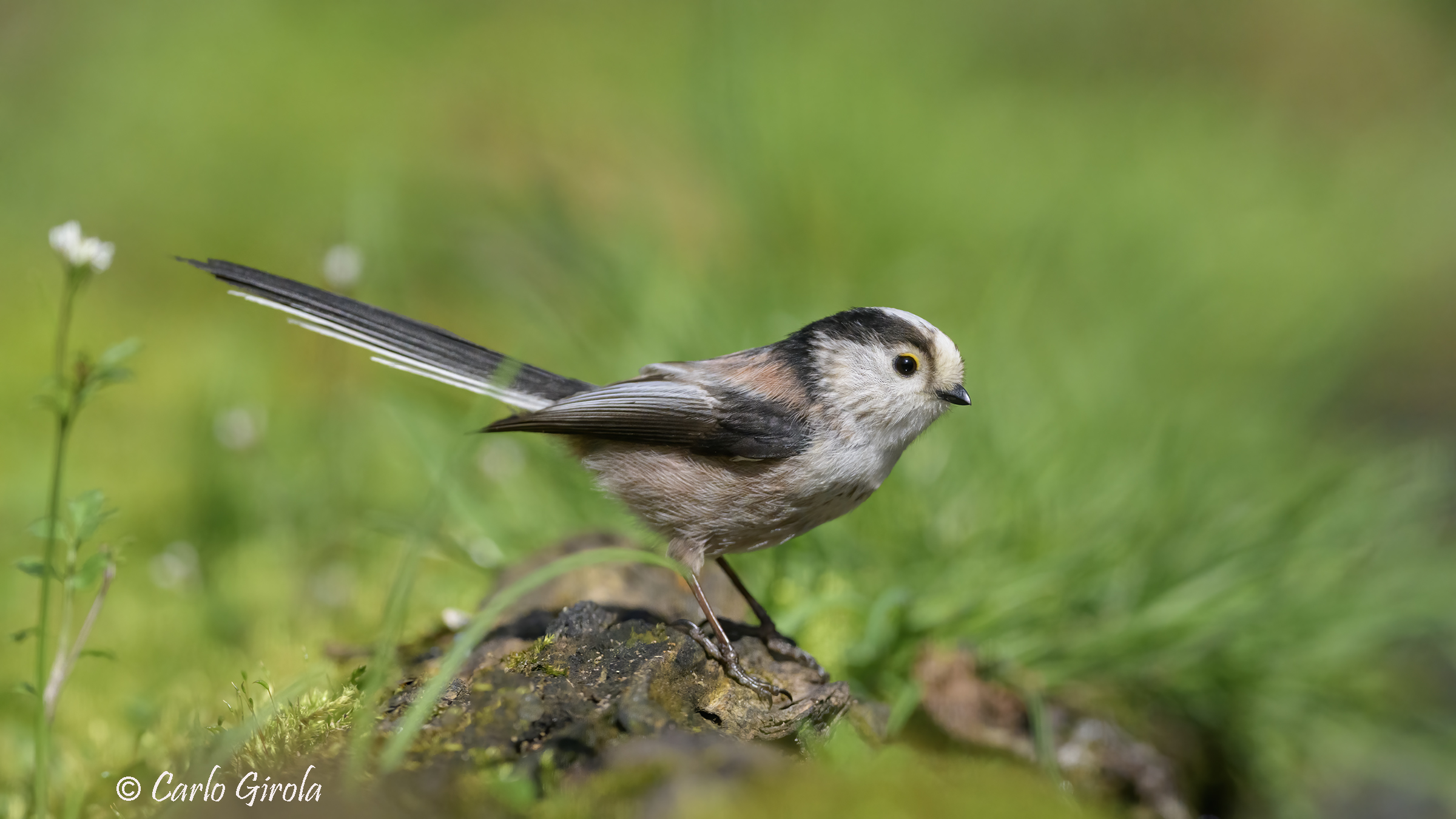 Long-tailed (Aegithalos caudatus)