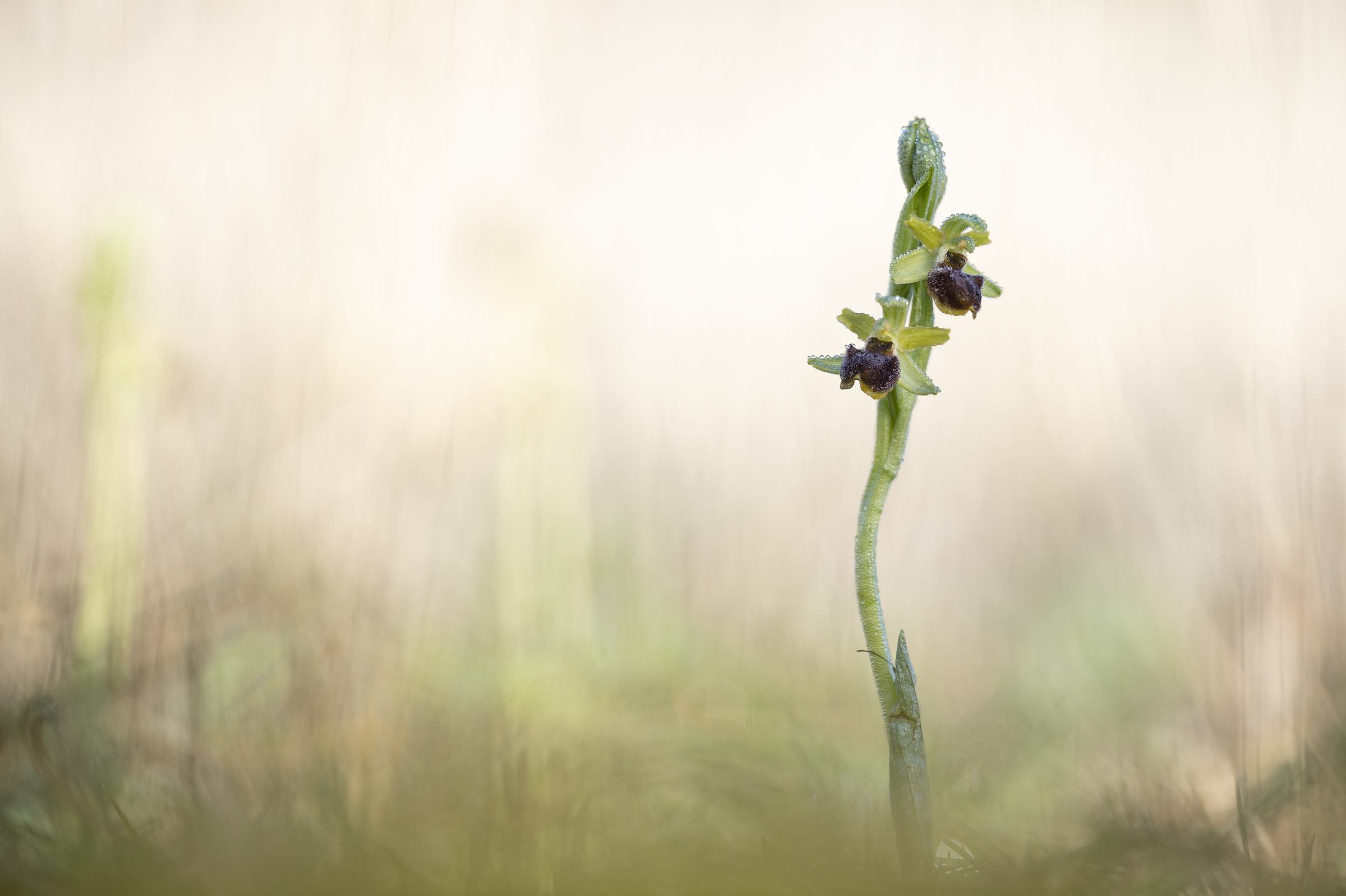 Ophrys sphegodes
