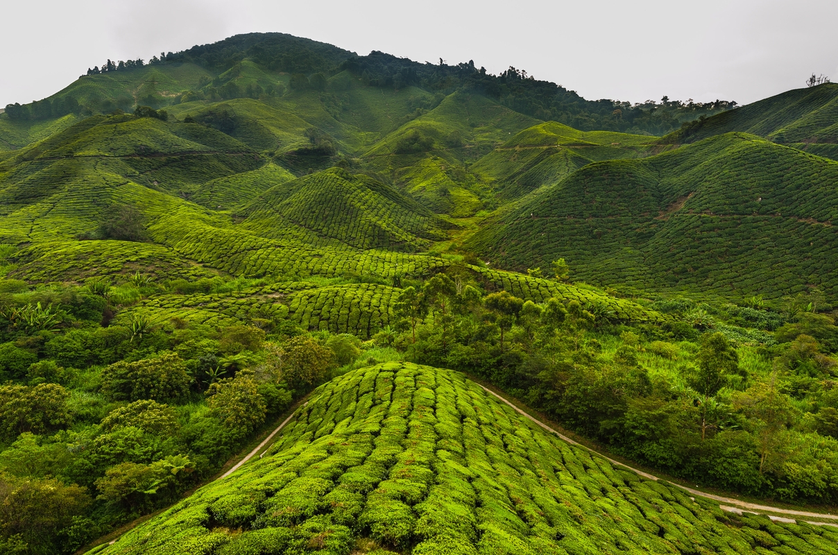 Malesia - Caremon Island - Piantagione di tè