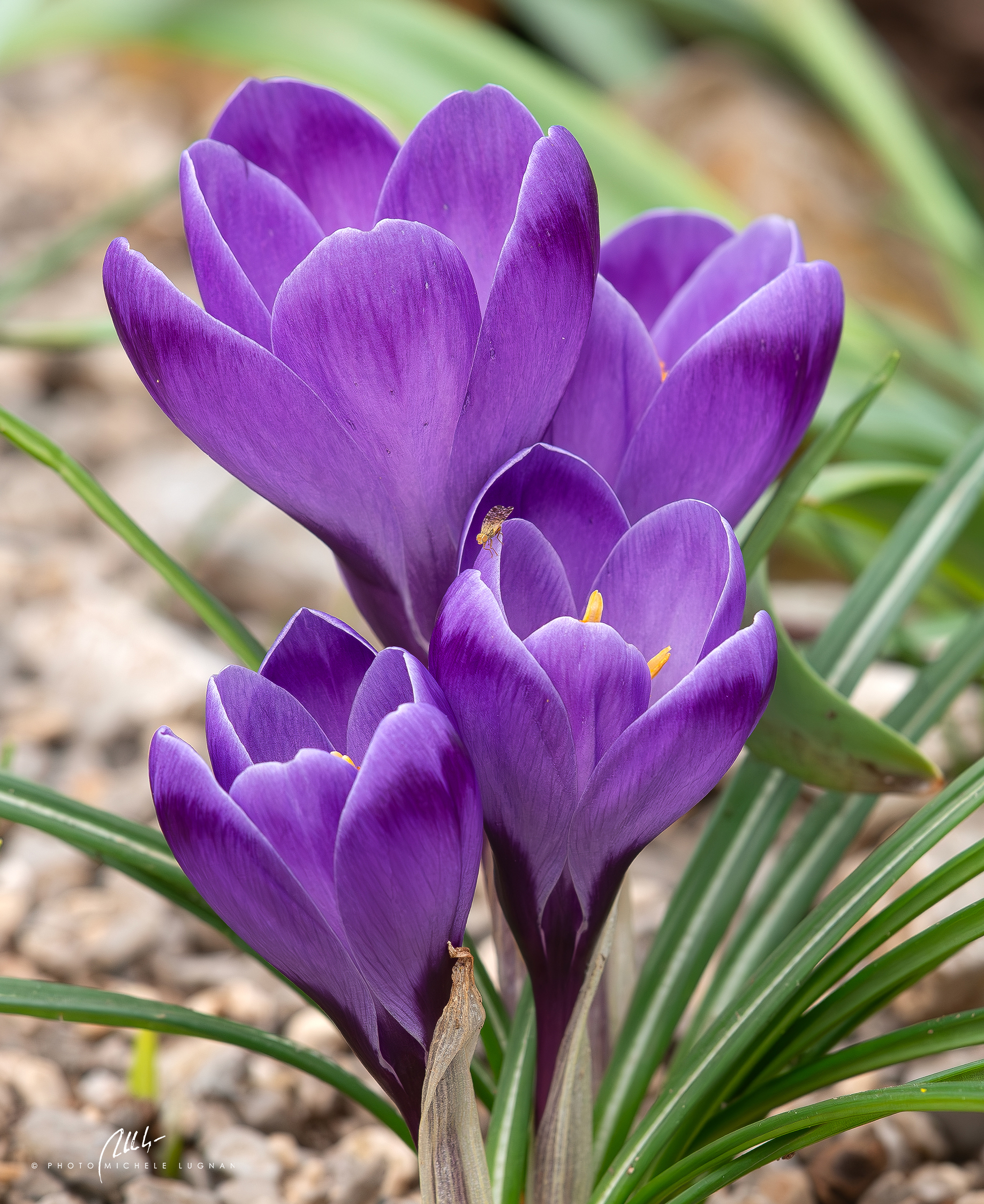 Crocus vernus