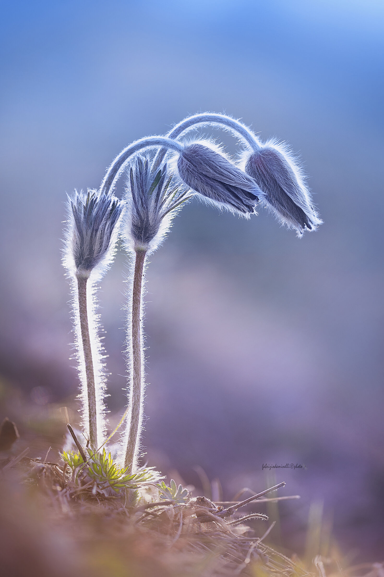 Pulsatilla montana