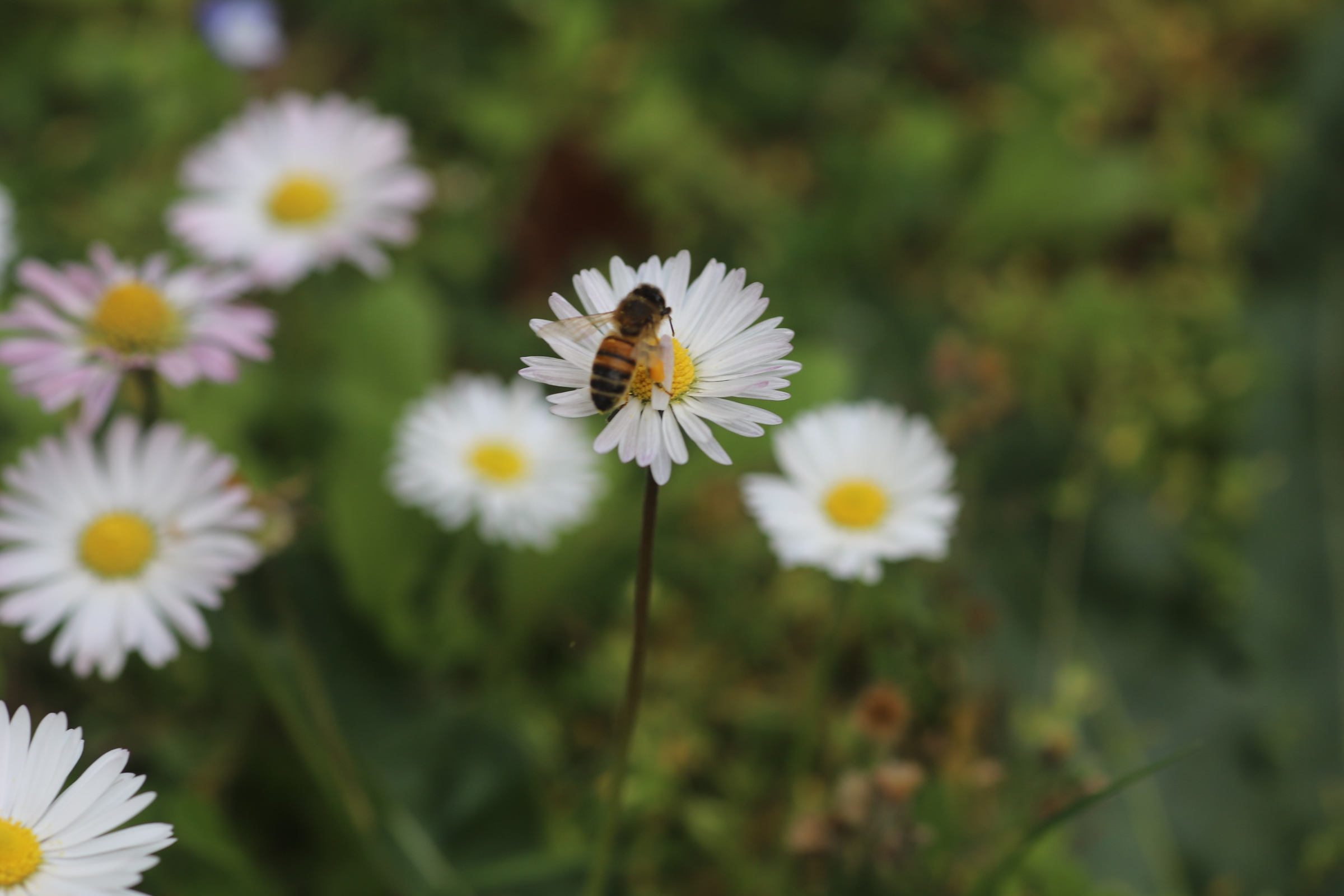 Daisy in the garden