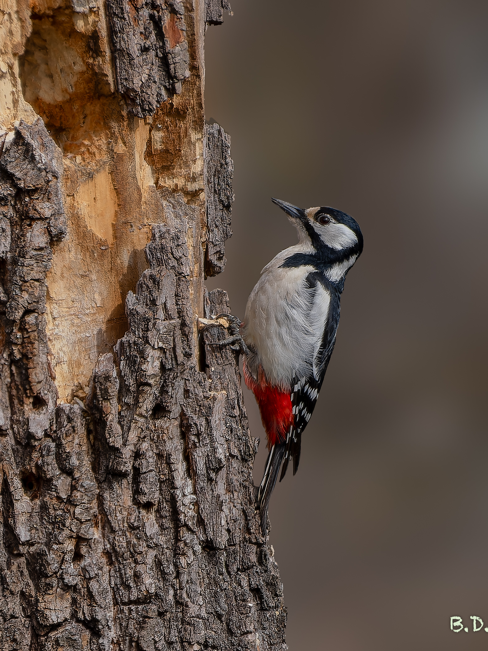 Dendrocopos major (Picchio rosso maggiore)