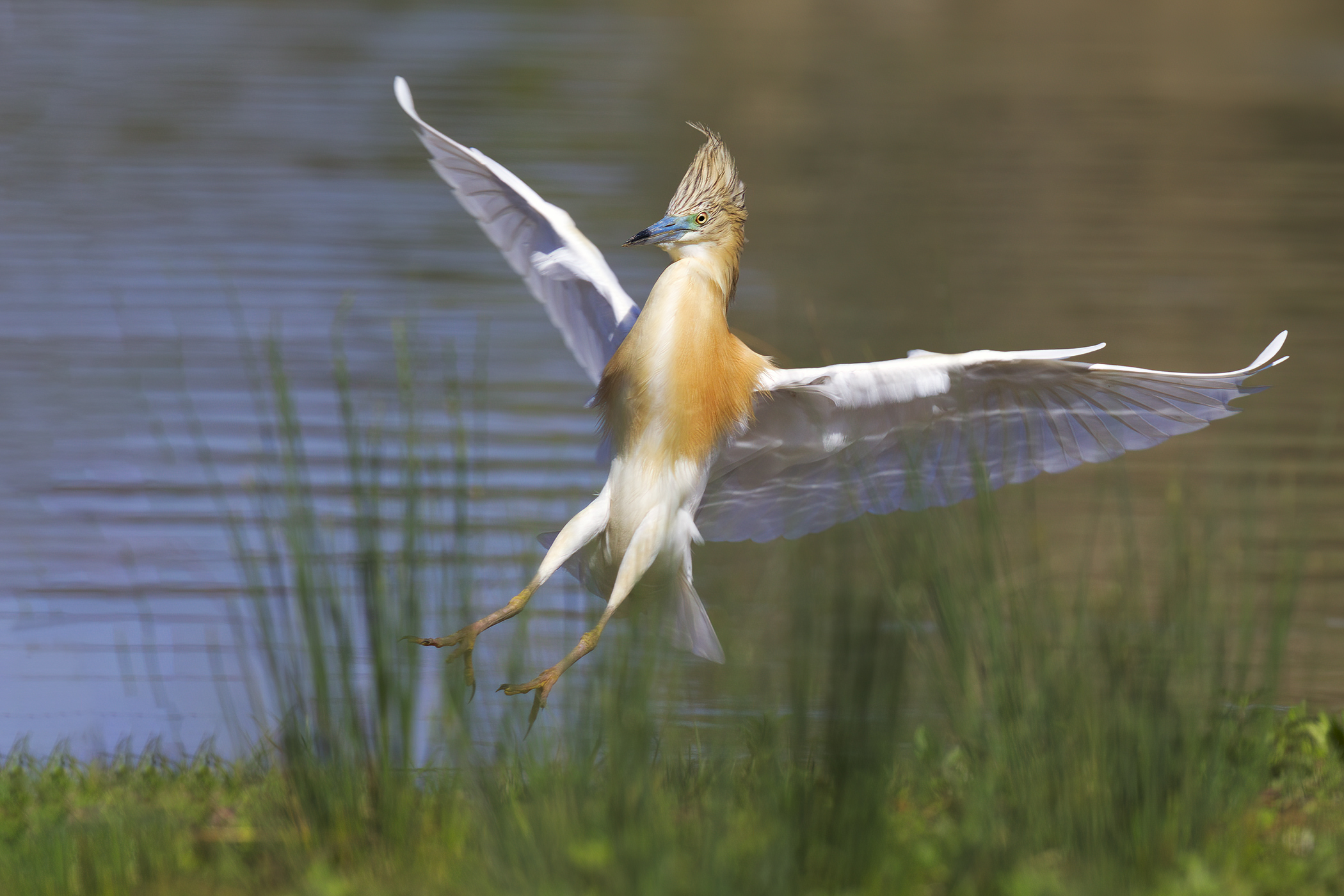 Squacco heron