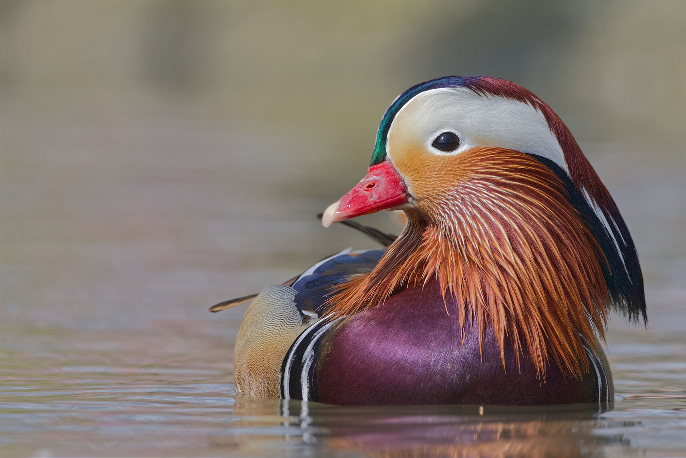 Mandarin duck
