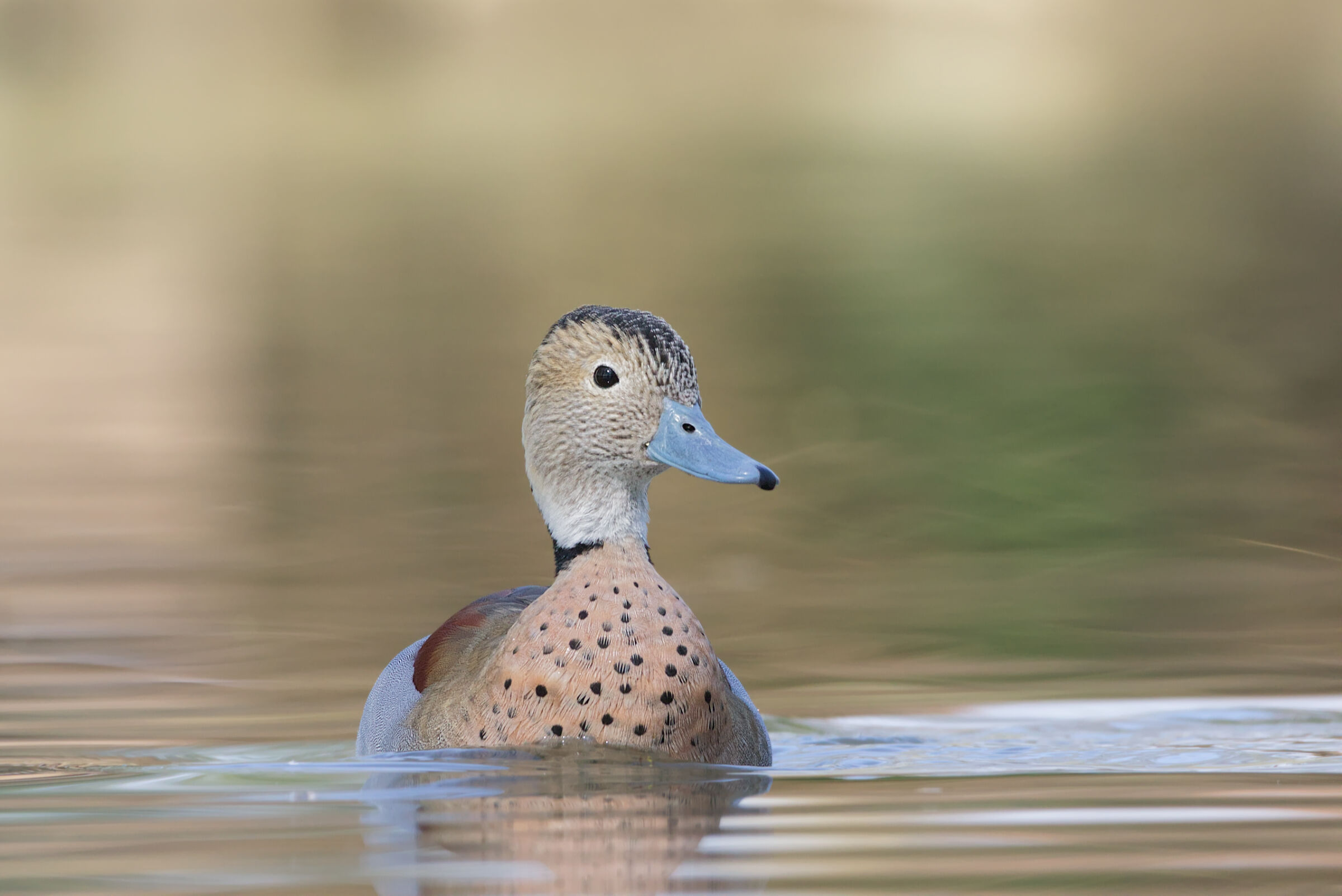 Ringed teal