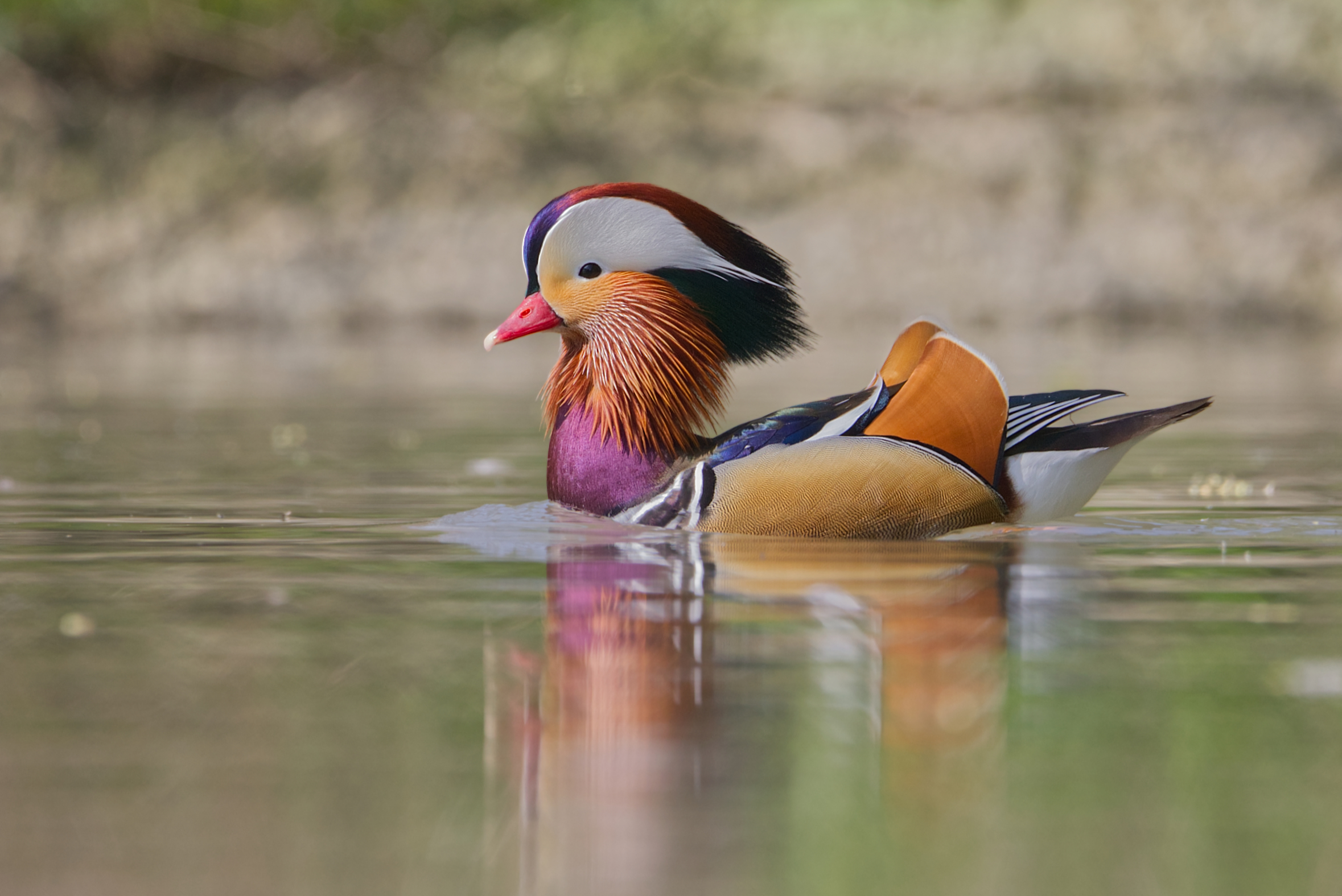 Mandarin duck