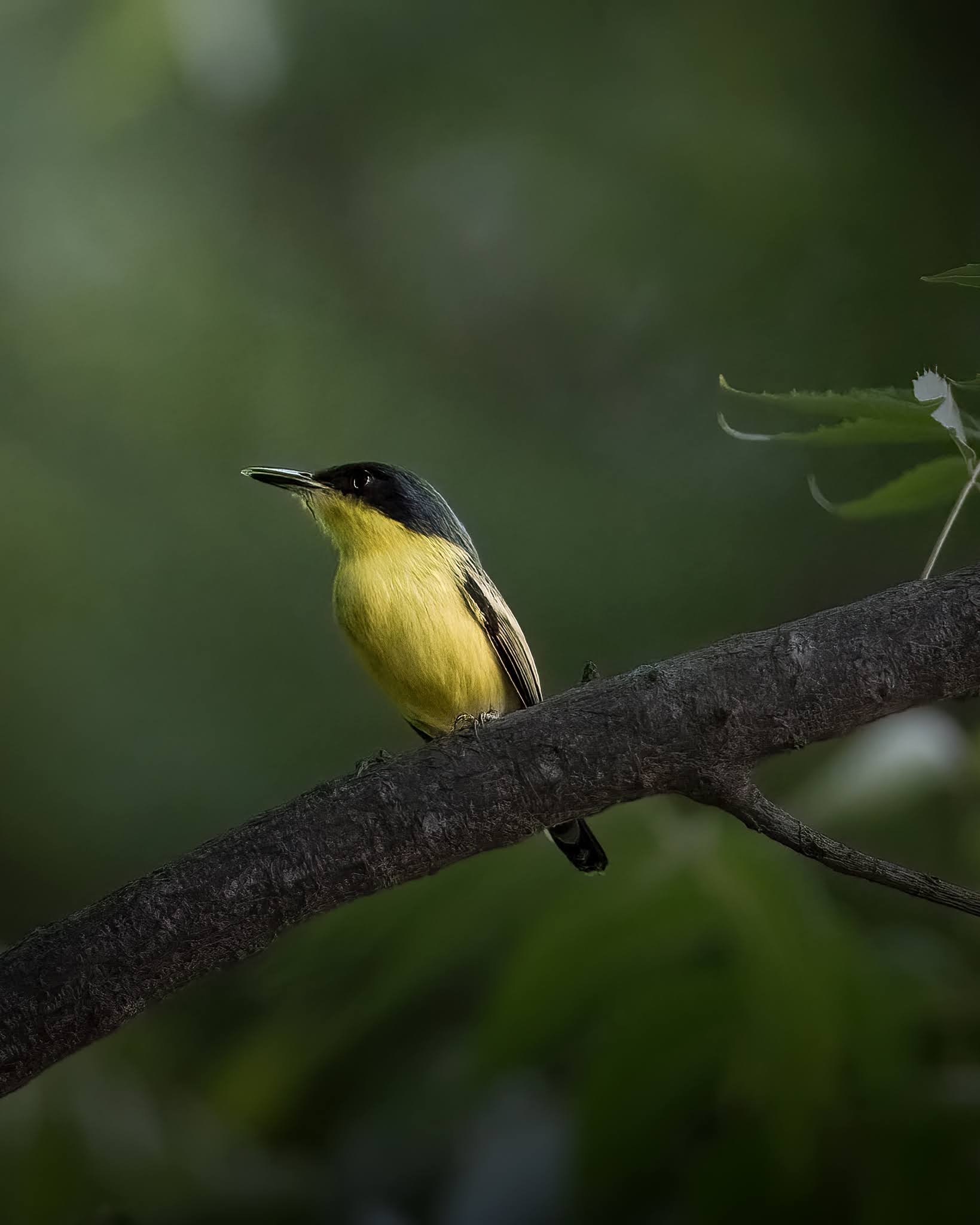 Common flycatcher