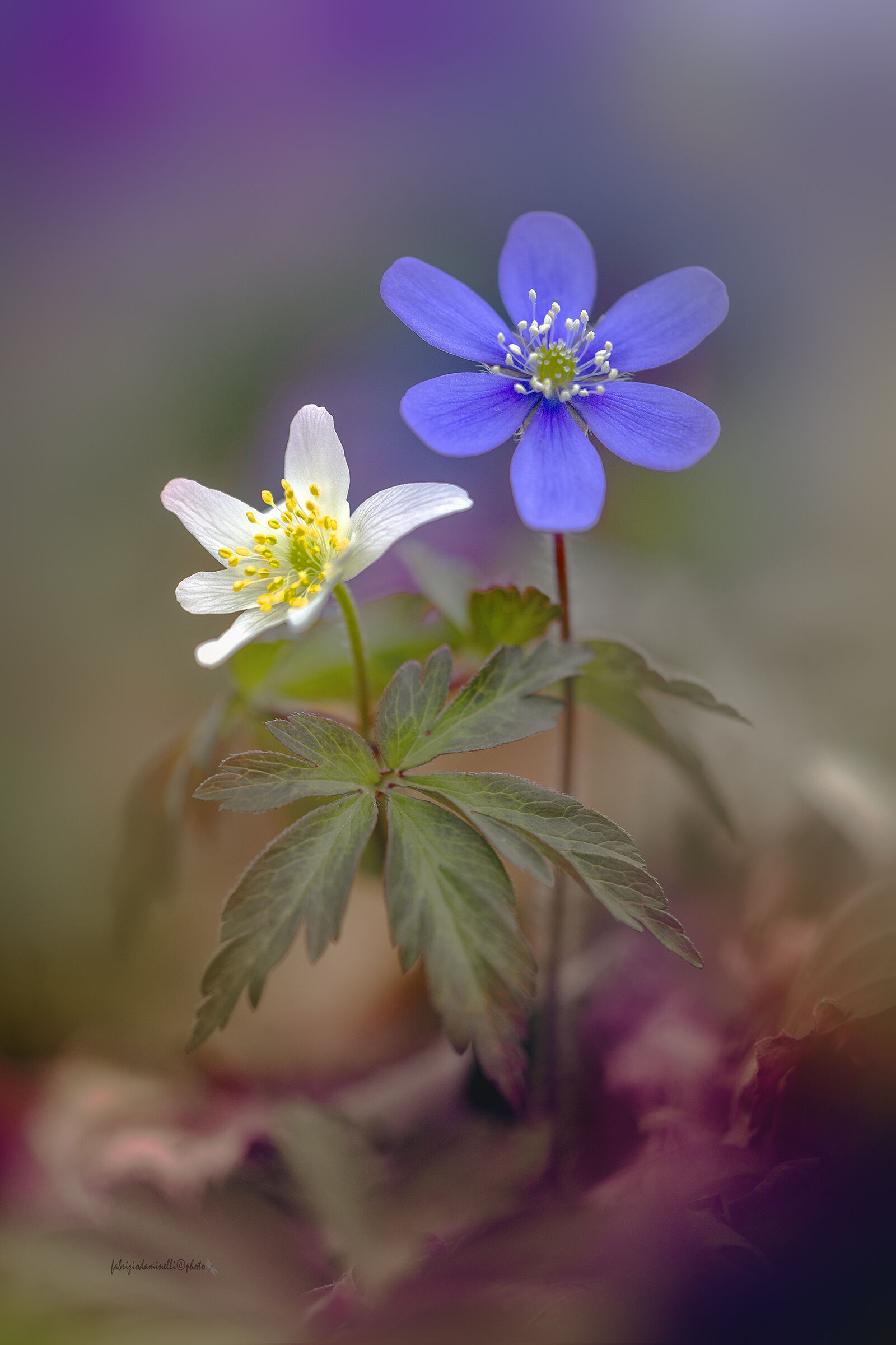 Anemonoides nemorosa and Hepatica nobilis