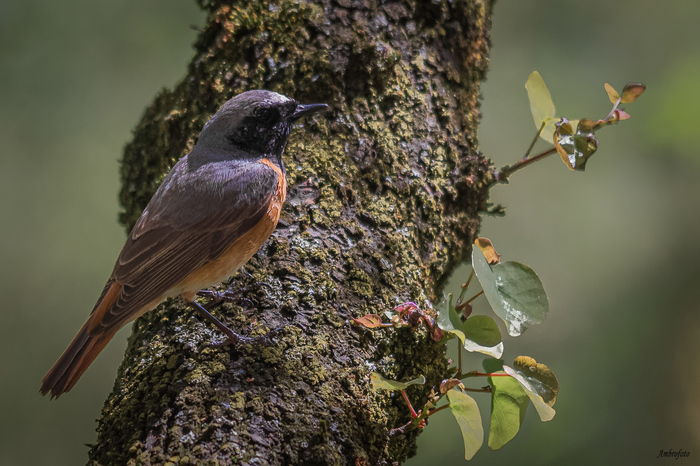 redstart