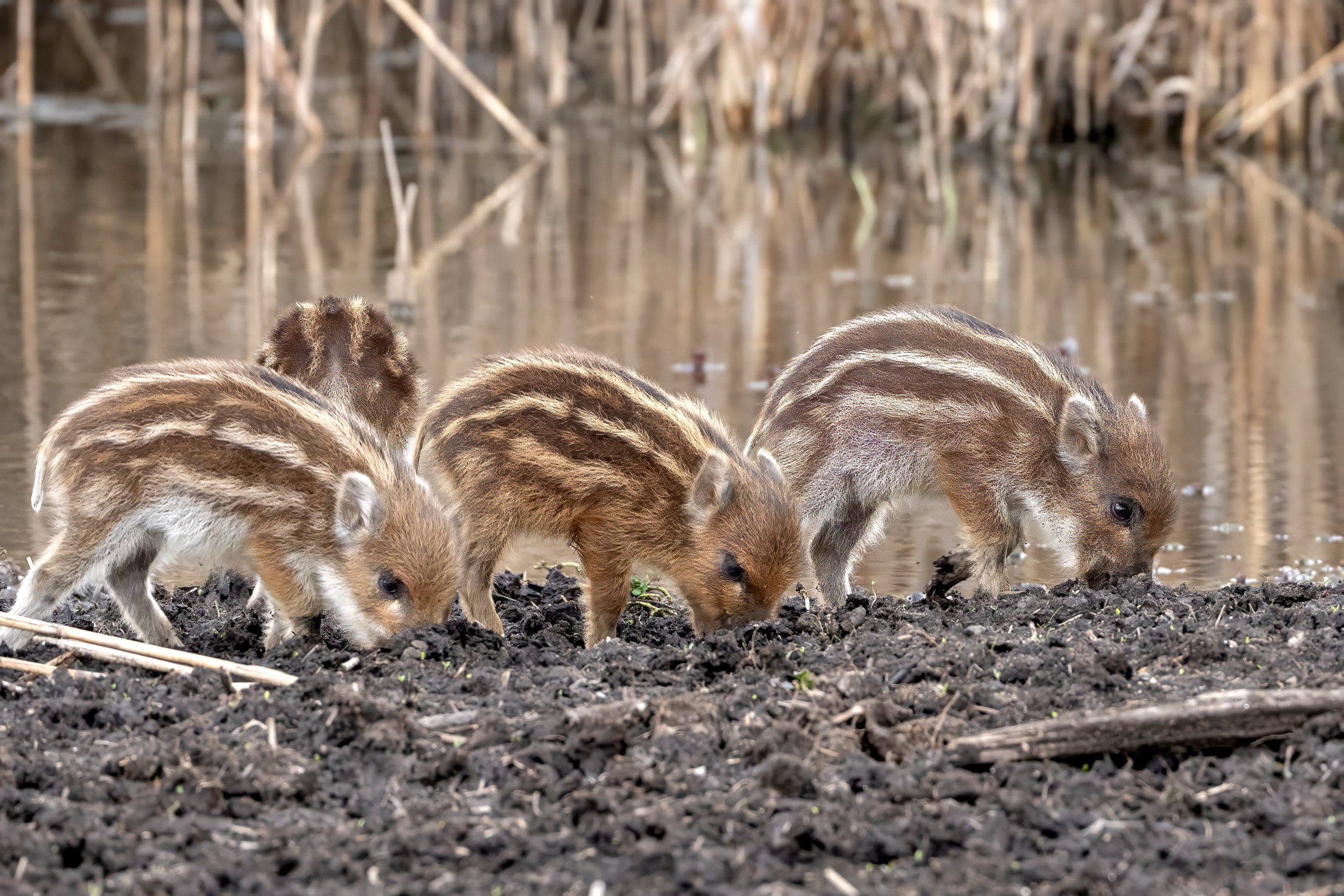 Very young wild boars... Grufolano