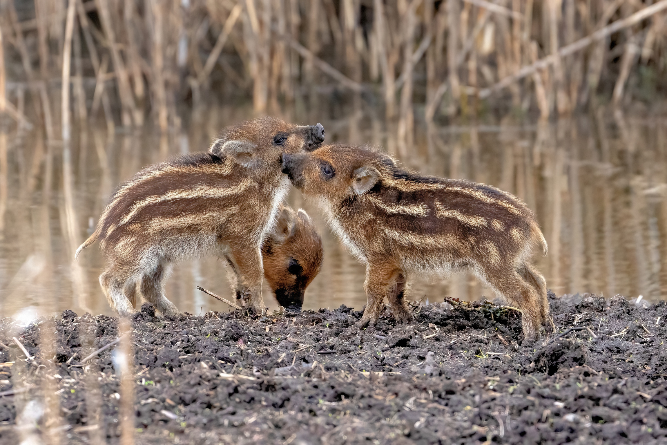 Very young wild boars... Play