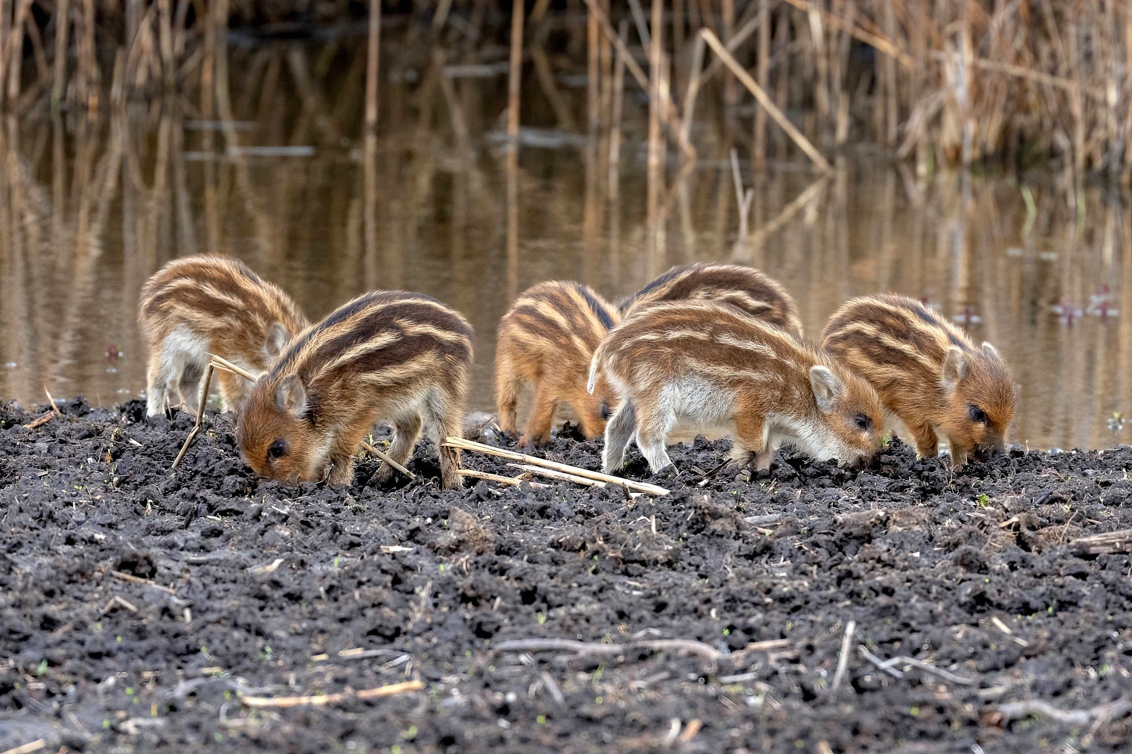 Very young wild boars... Grufolano