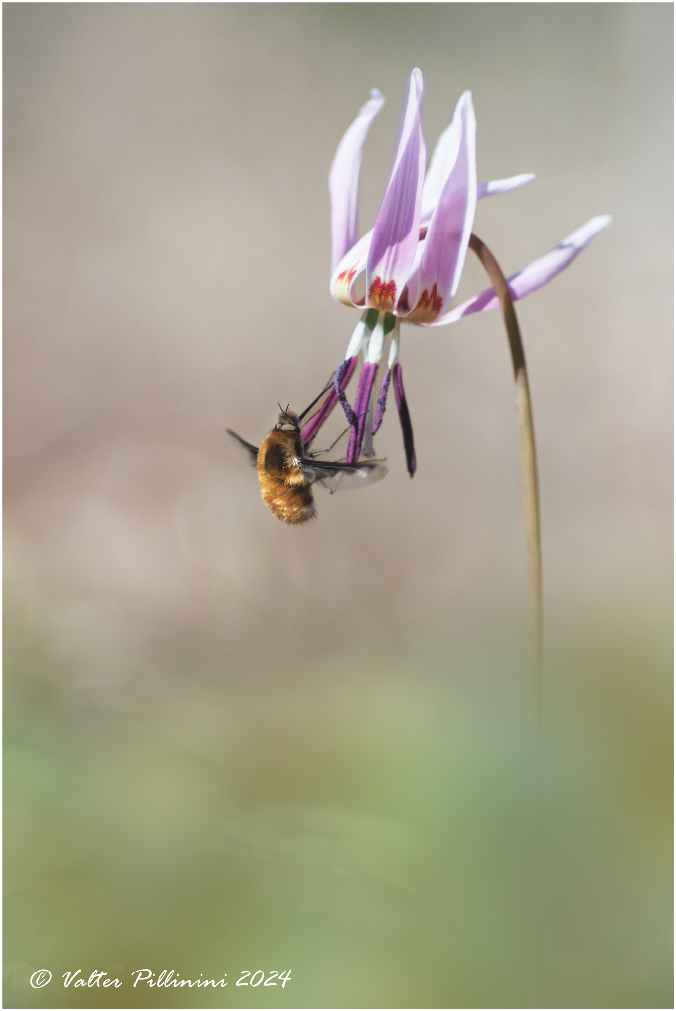 Erythronium dens-canis.