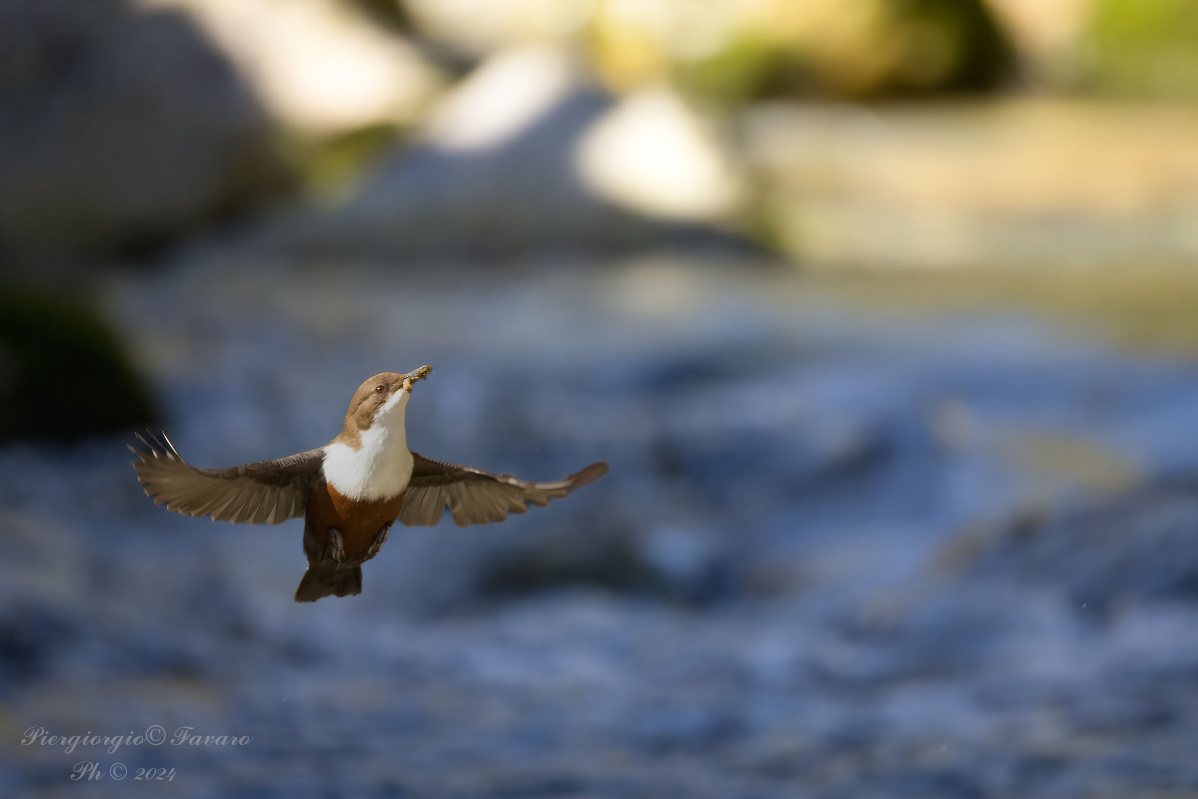 White-throated dipper