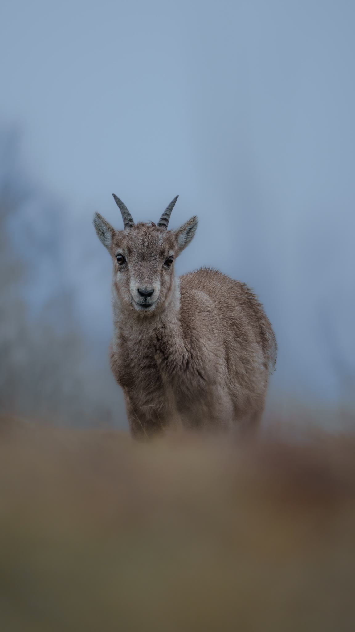 Baby Ibex