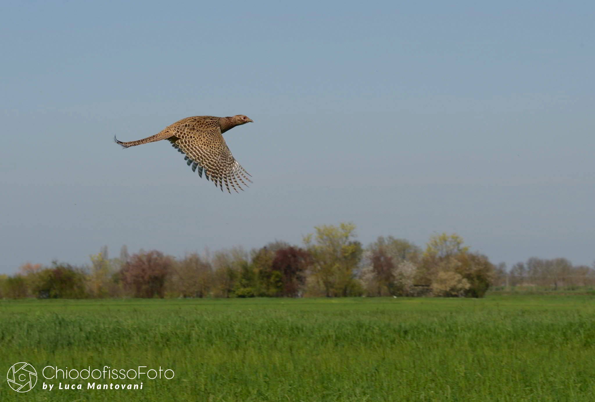 Pheasant in flight