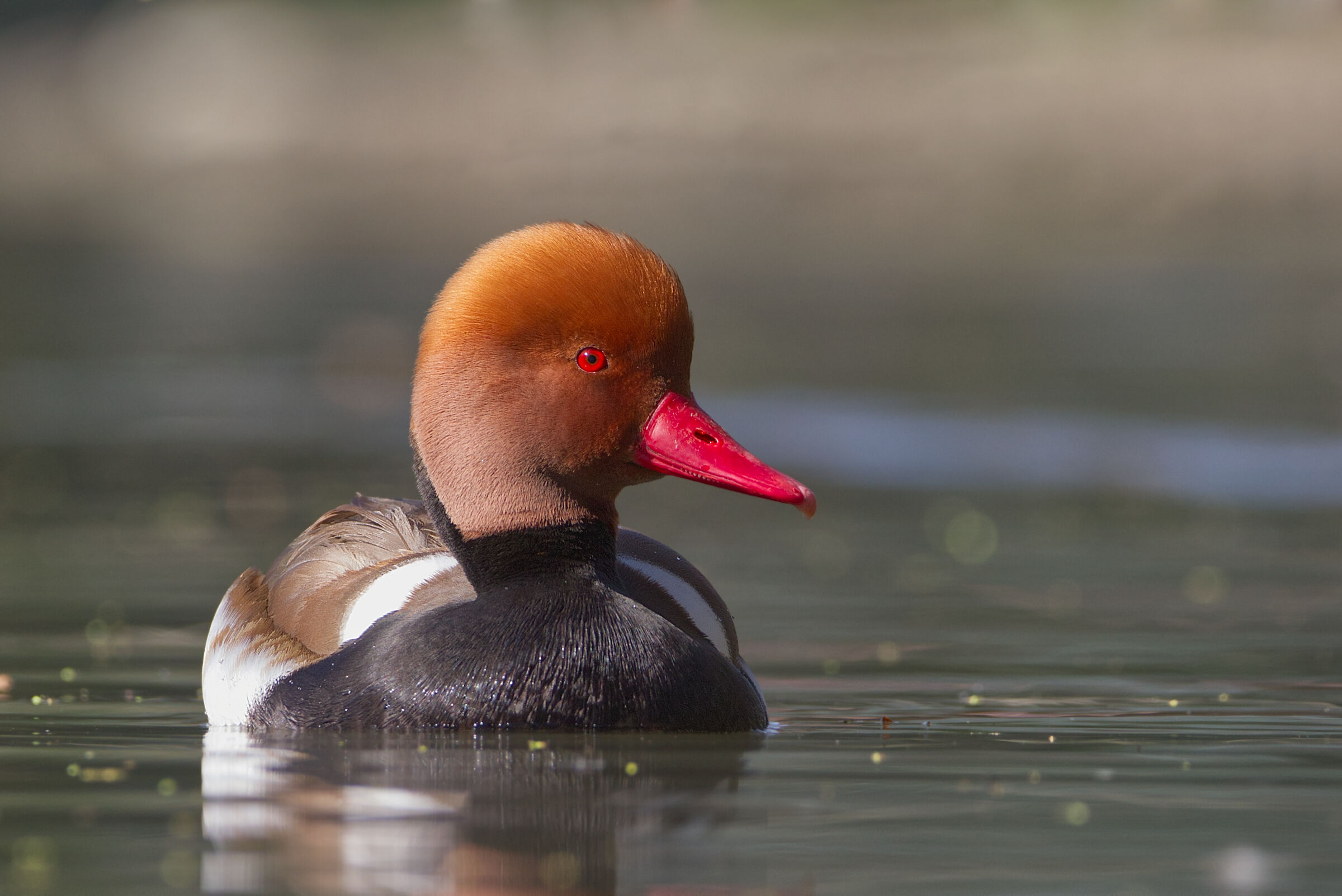 Red-crested pochard