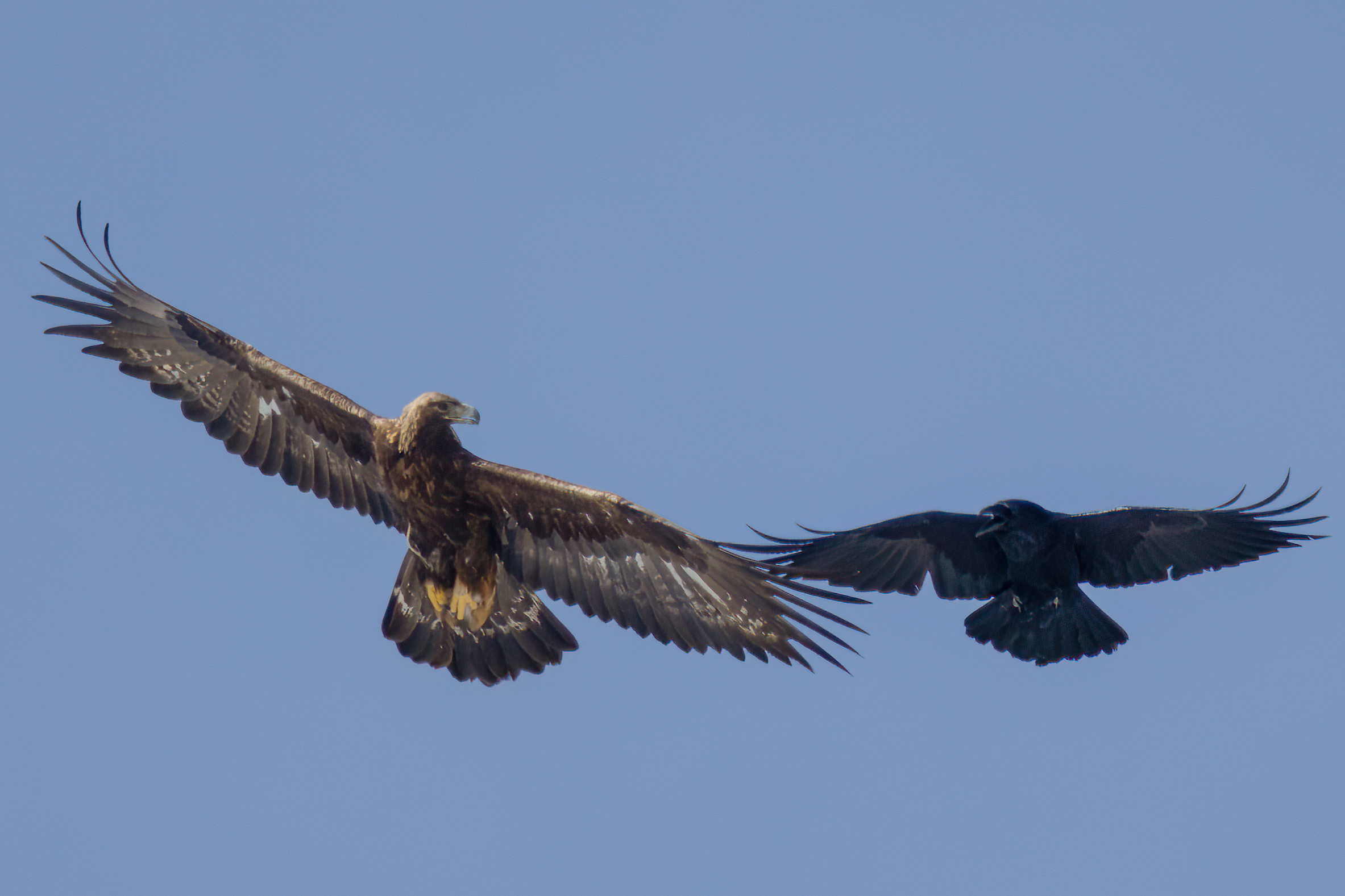 Golden Eagle vs Imperial Raven