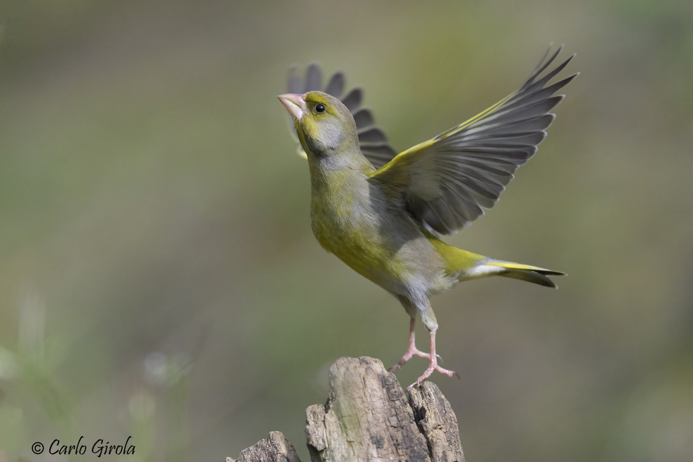 Verdone (Chloris chloris)