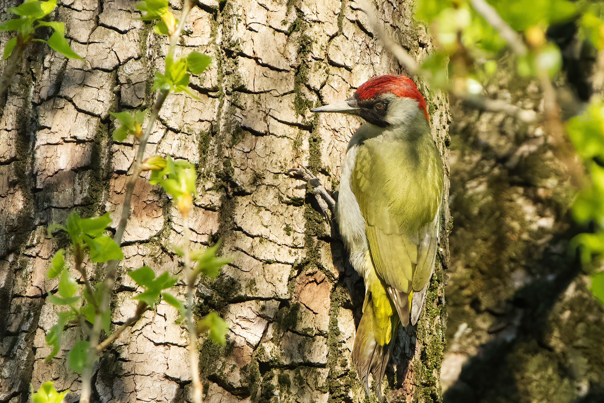 Picchio verde (Picus viridis)