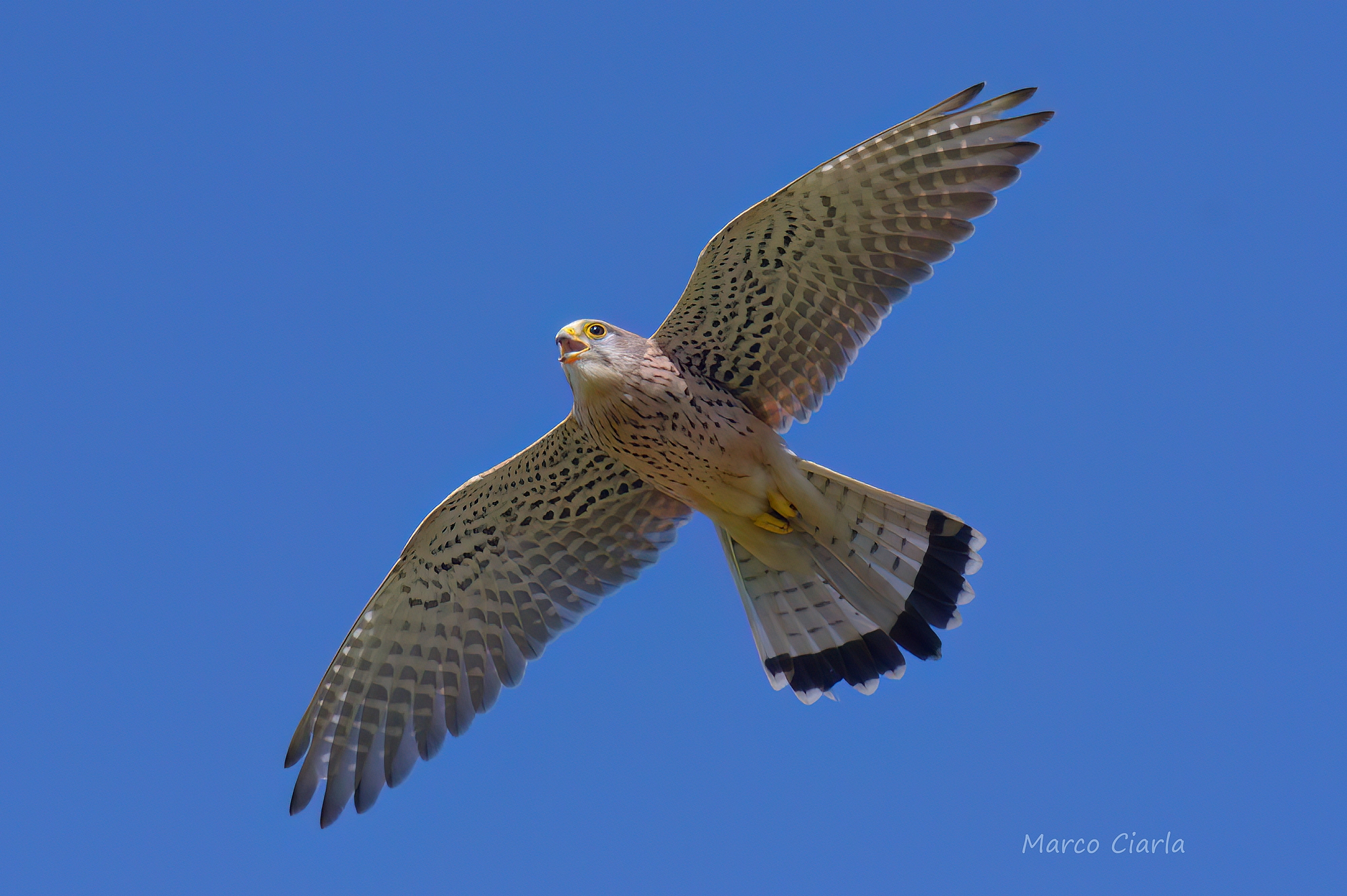 Gheppio (Falco tinnunculus)