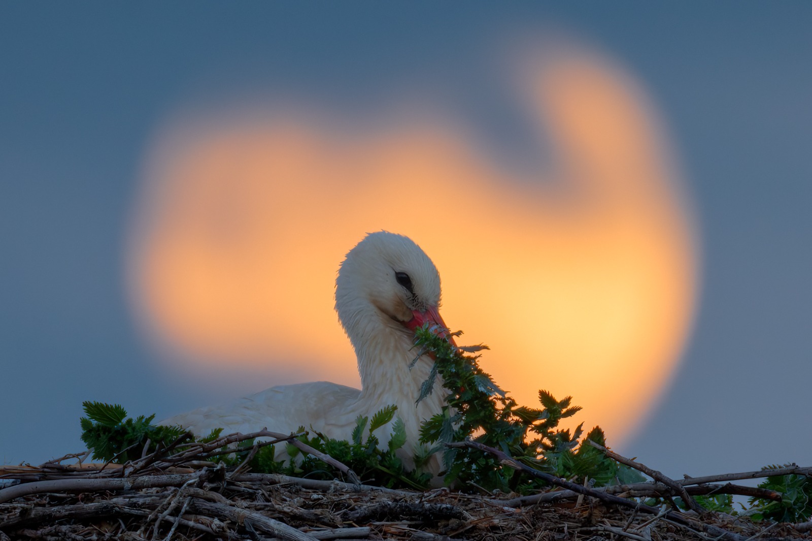 Stork
